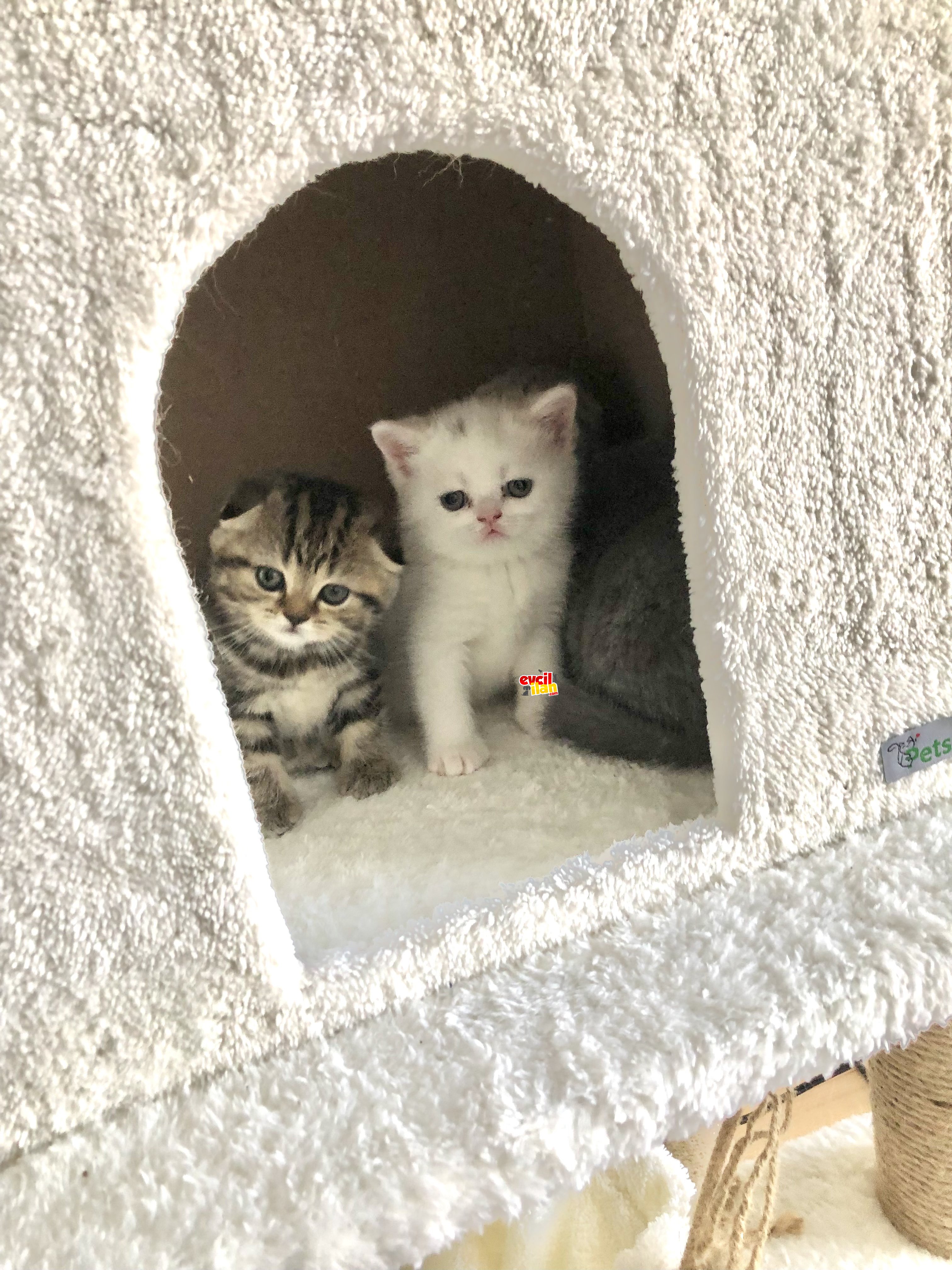 Beyaz British Shorthair Erkek