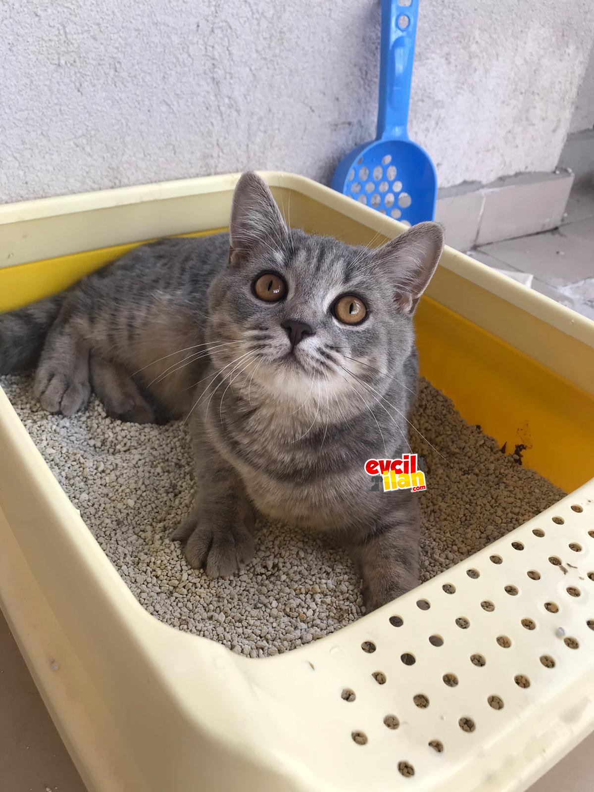 british shorthair Erkek