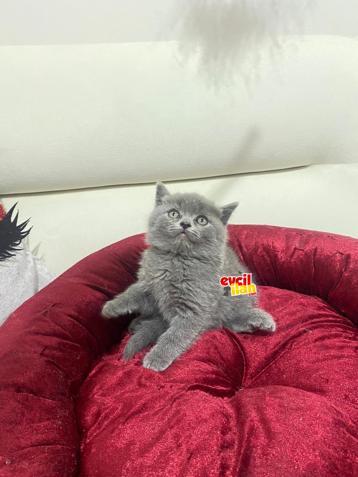British shorthair erkek