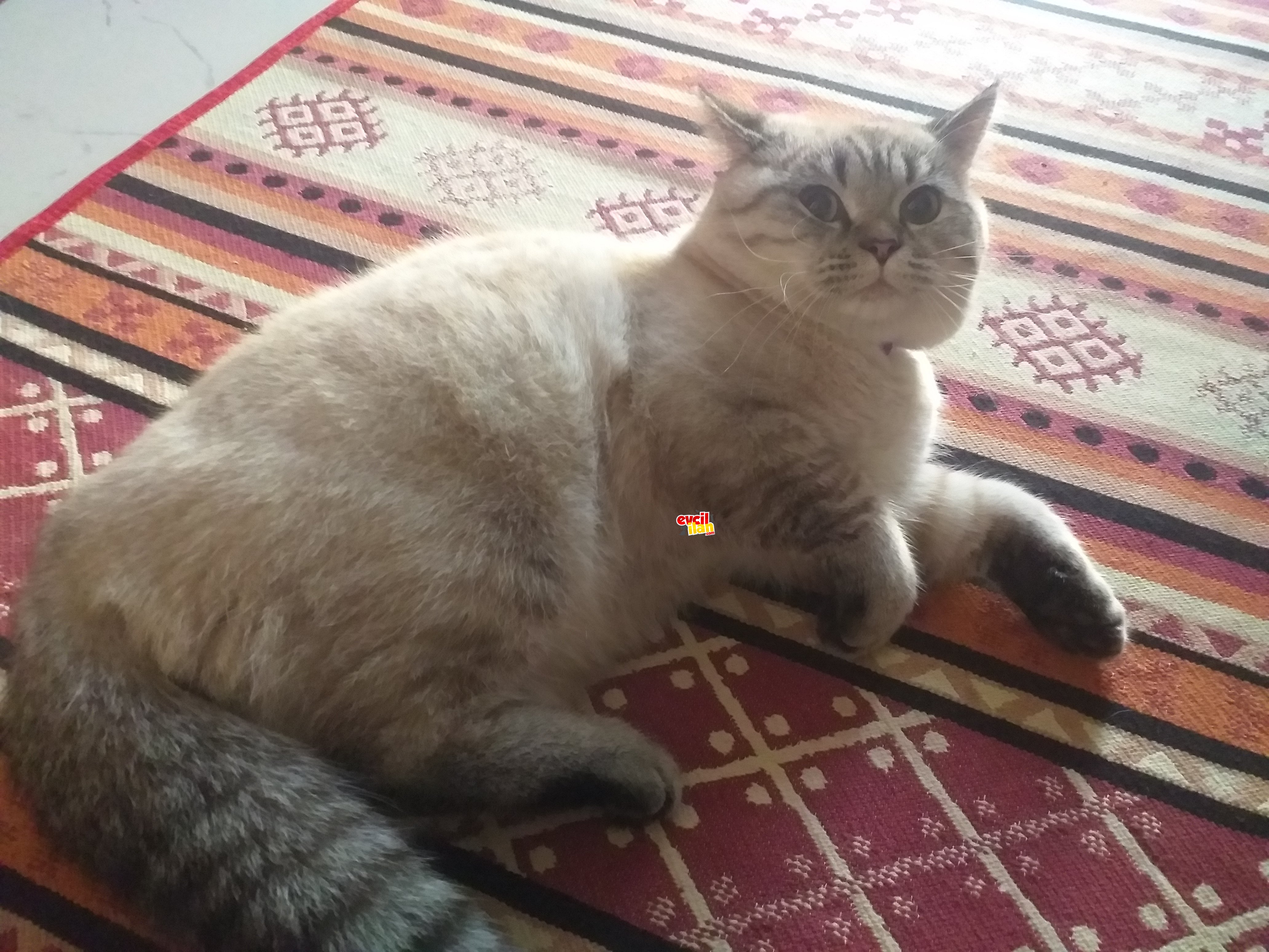 British shorthair erkek