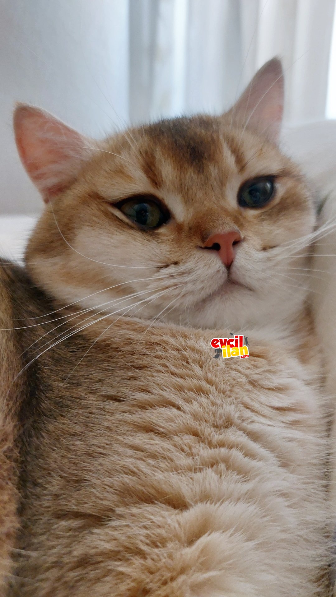 british shorthair erkek 