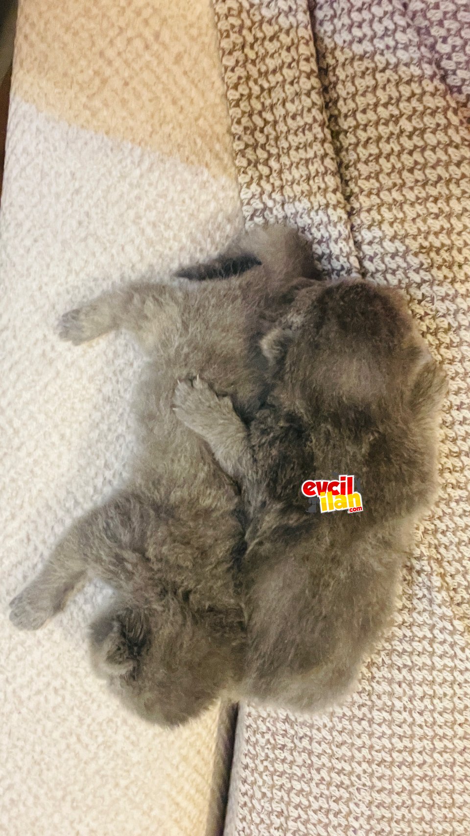 British Shorthair Ev İçi Büyüyen Sağlık Kontrolleri Yaptırılmış Yavrularımız