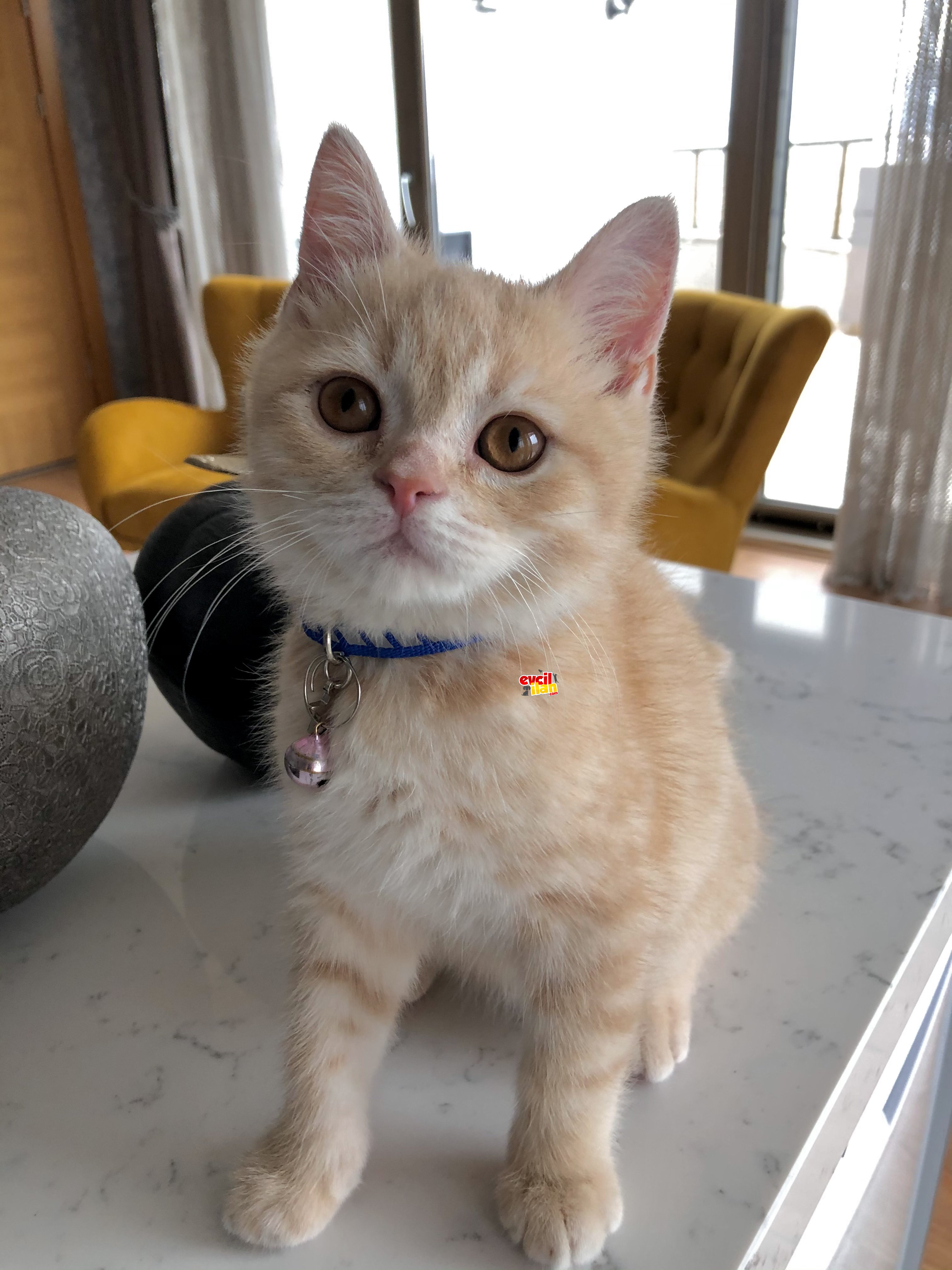 Safkan British shorthair ginger color