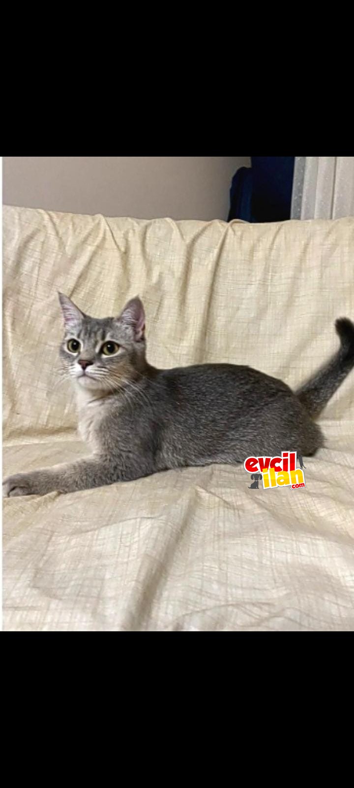 British shorthair golden kısır değil çok uygun sahiplendirilecektir
