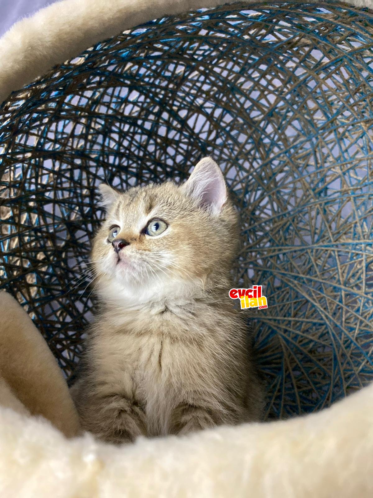 British shorthair golden Ny25