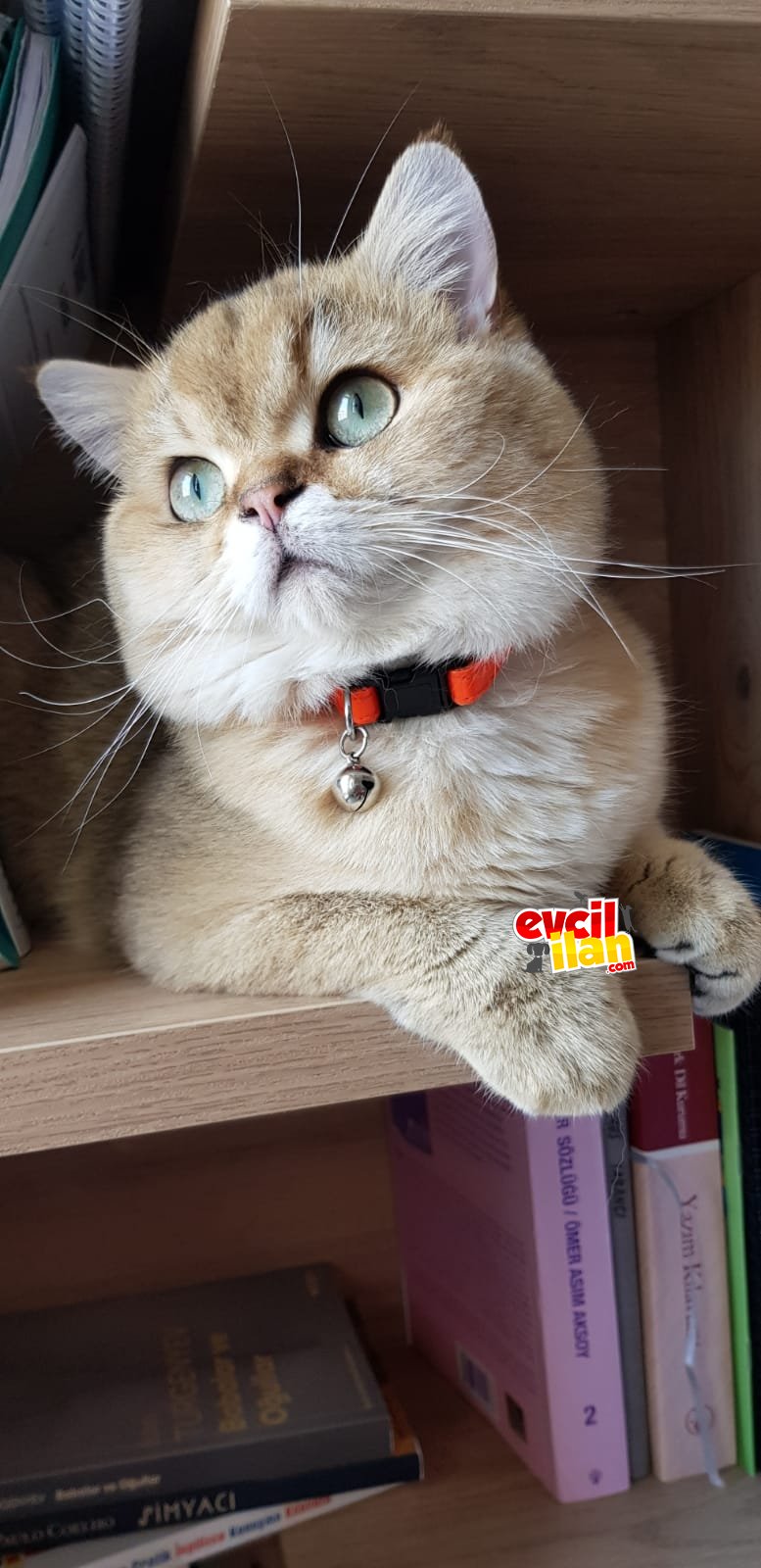 BRİTİSH SHORTHAİR GOLDEN SCRLİ 