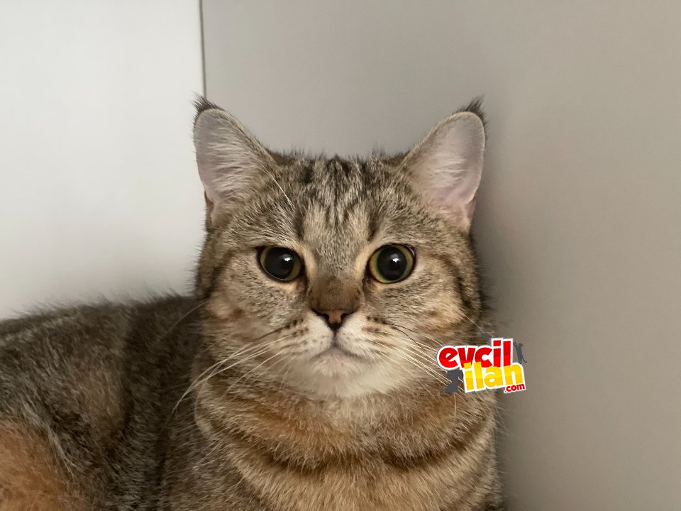 British shorthair golden tabby