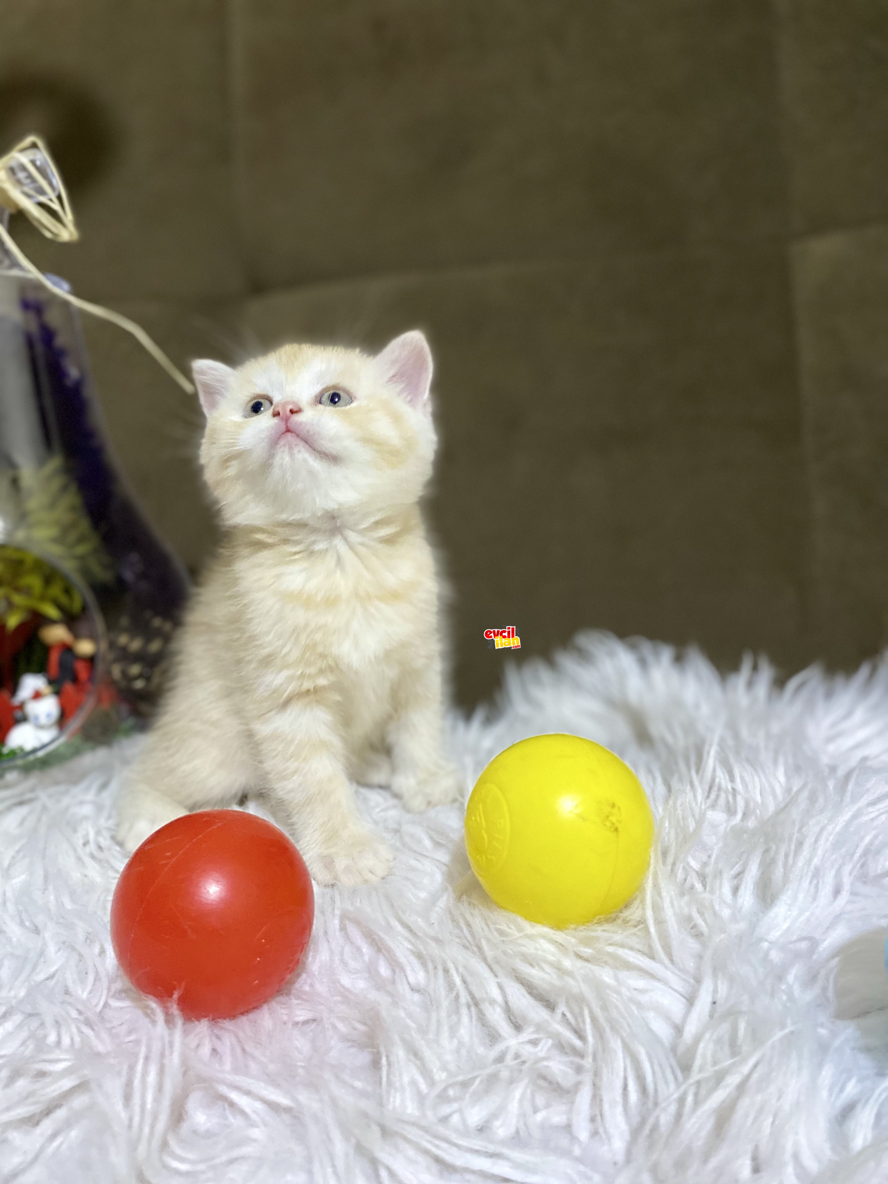 British Shorthair Golden 
