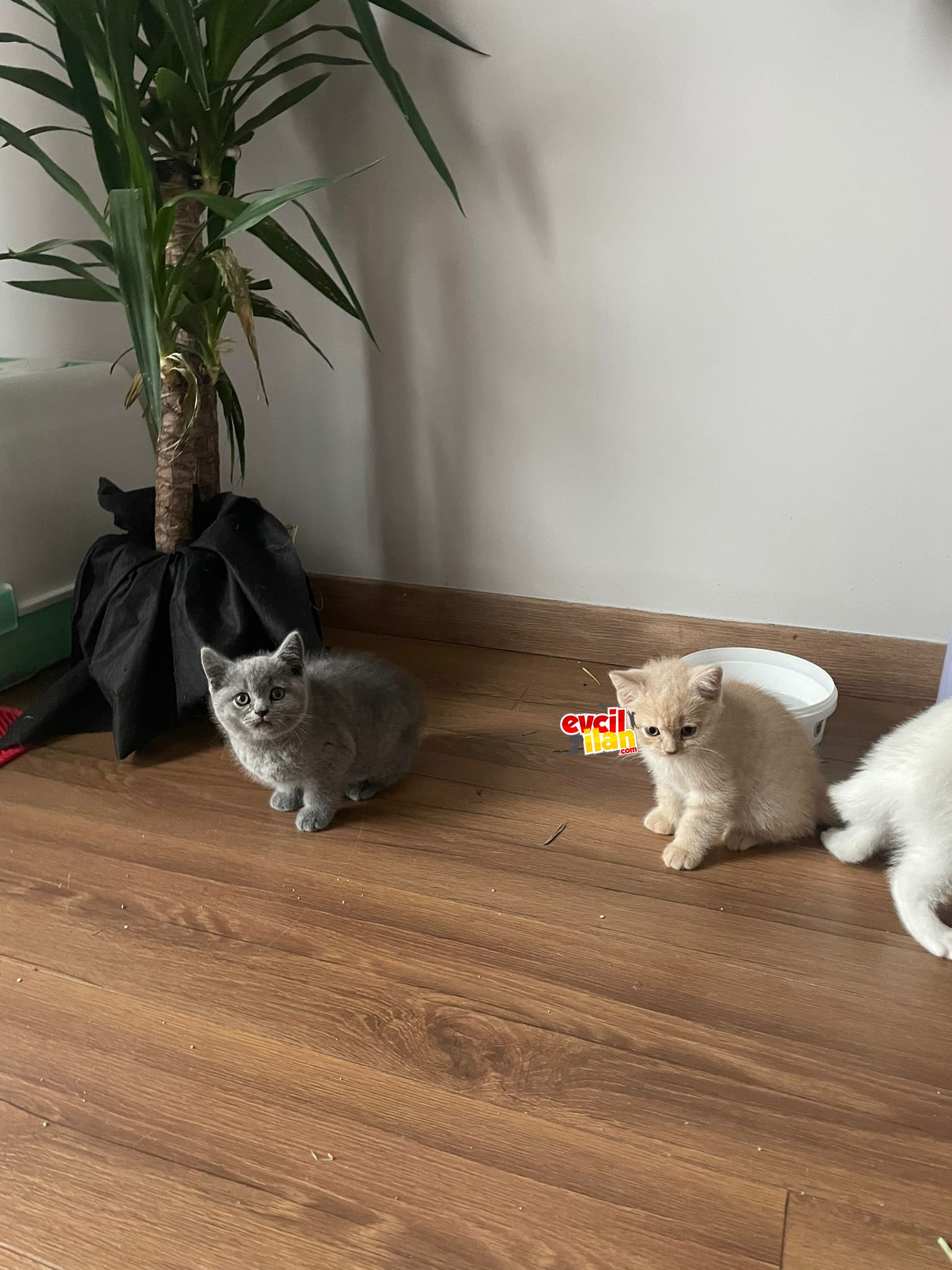 British Shorthair Gri ve Sarı Yavrusu