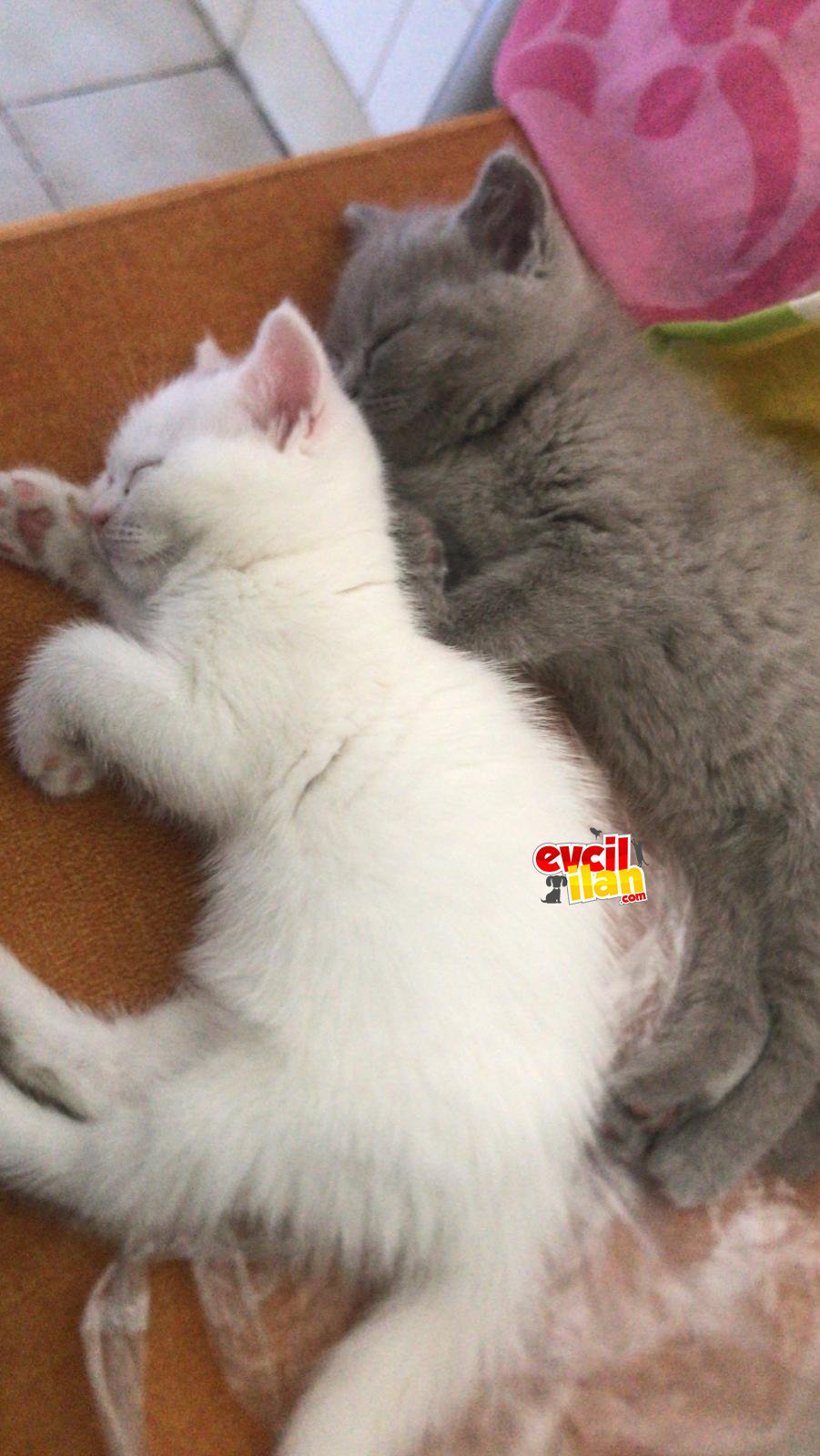 british shorthair hazır dişi yavrularimiz için yuva ariyoruz 