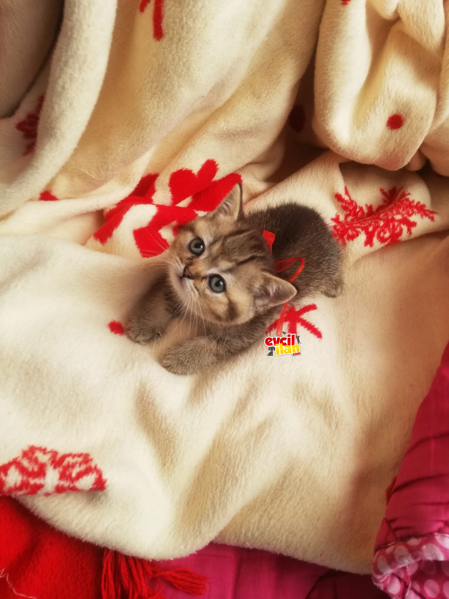 British shorthair izmir golden point