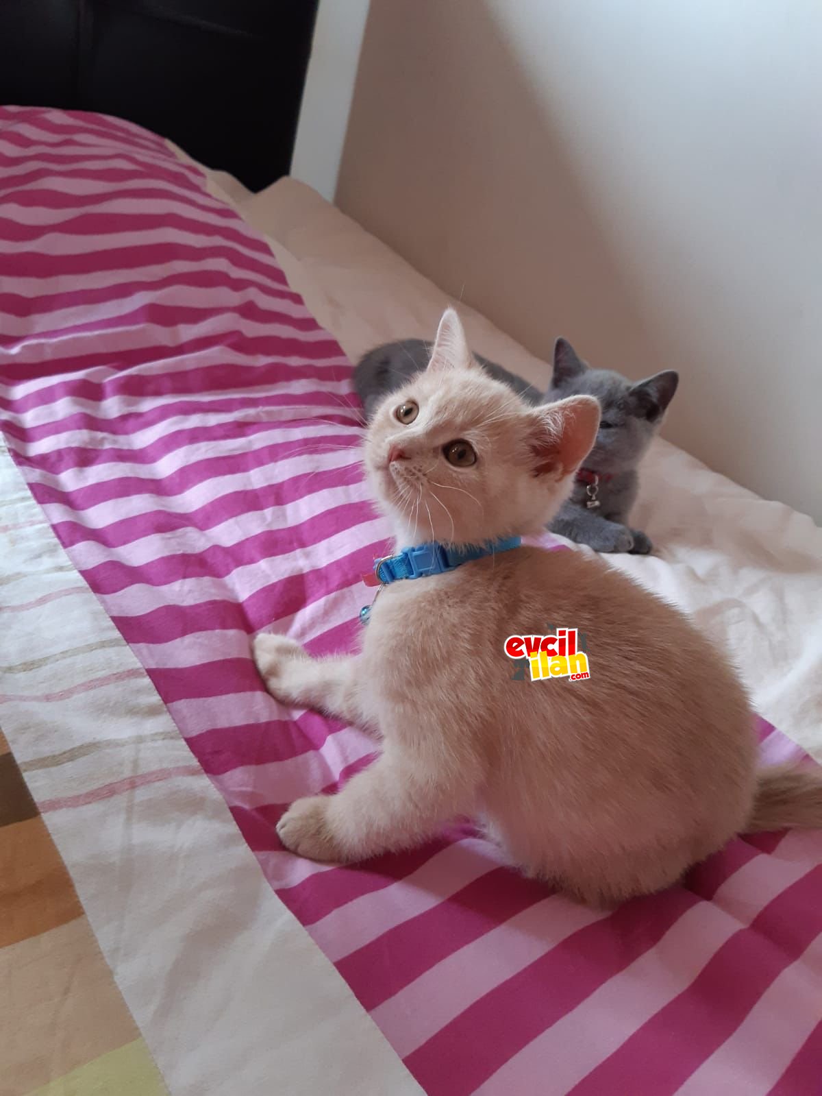 British Shorthair Kediler 