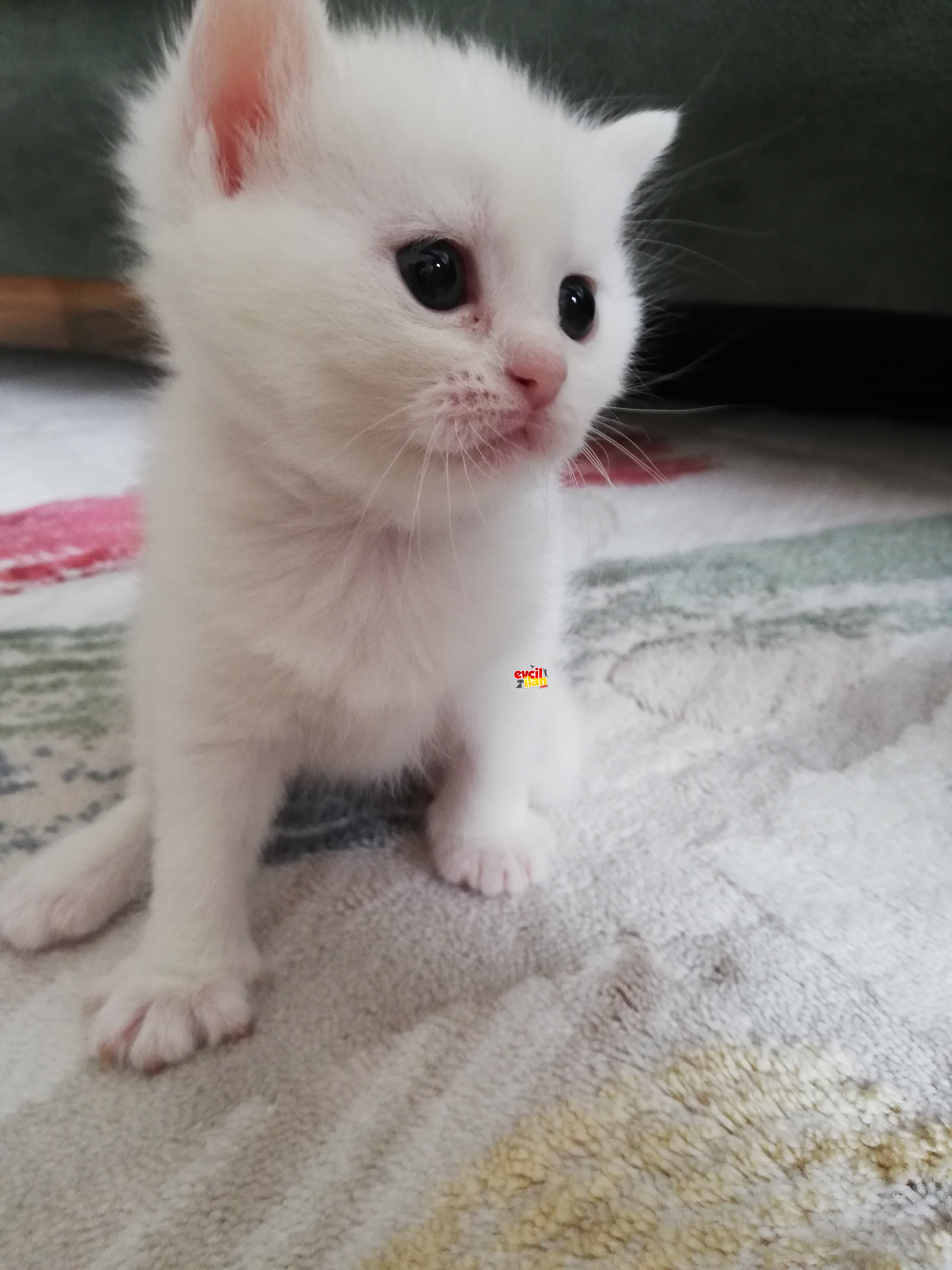 British shorthair kedimiz