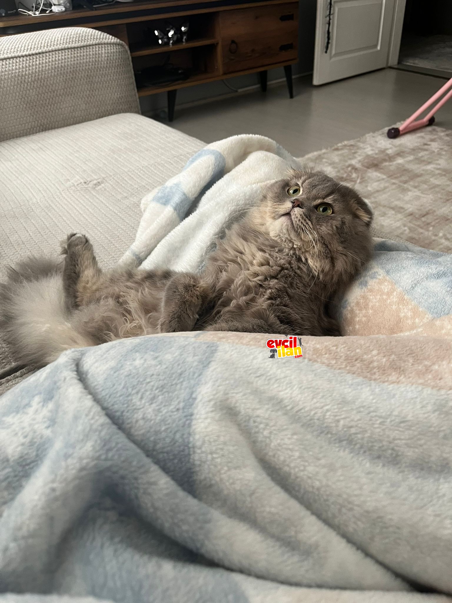 British shorthair kırması