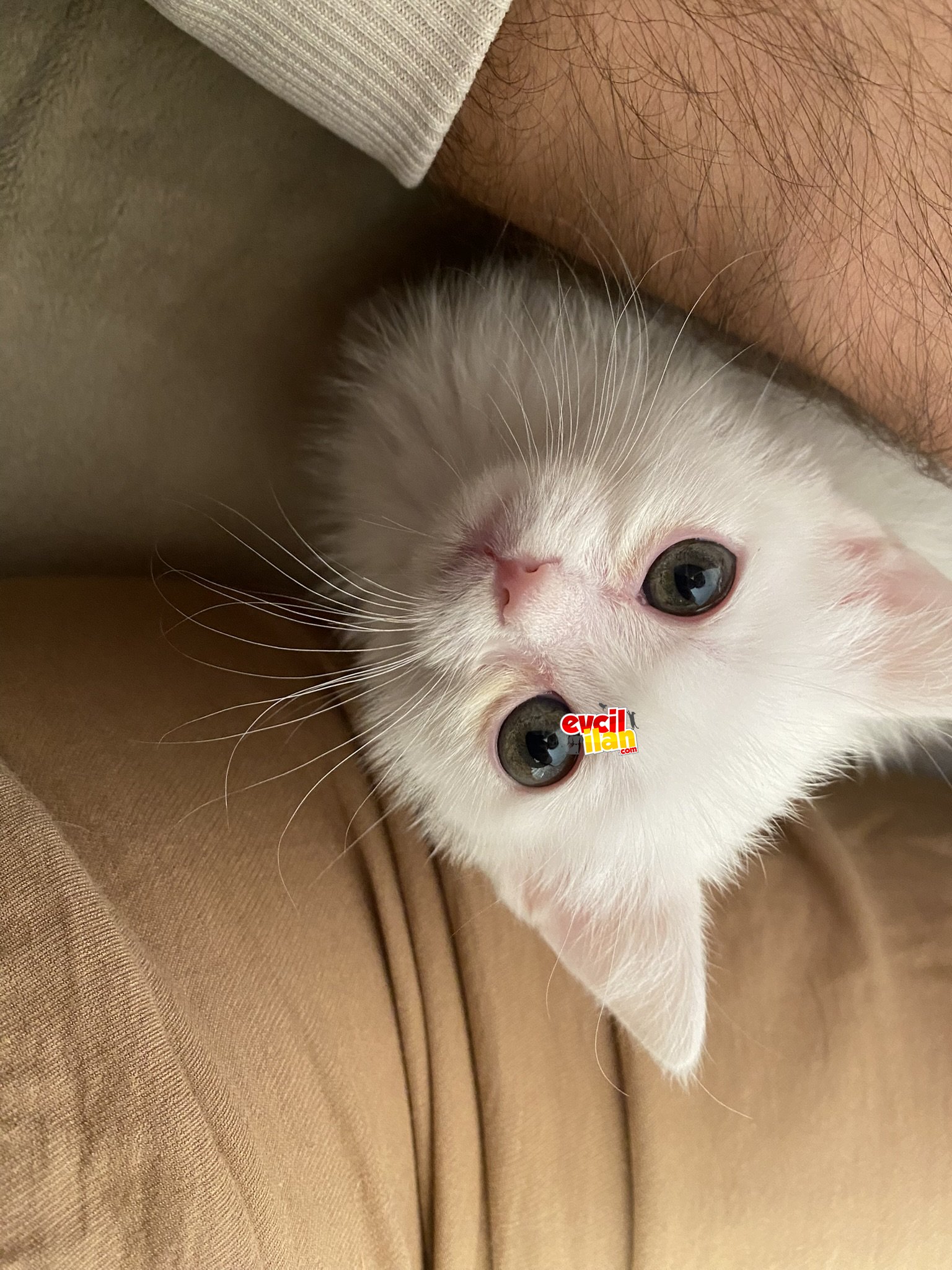 British shorthair kızımıza yuva arıyoruz