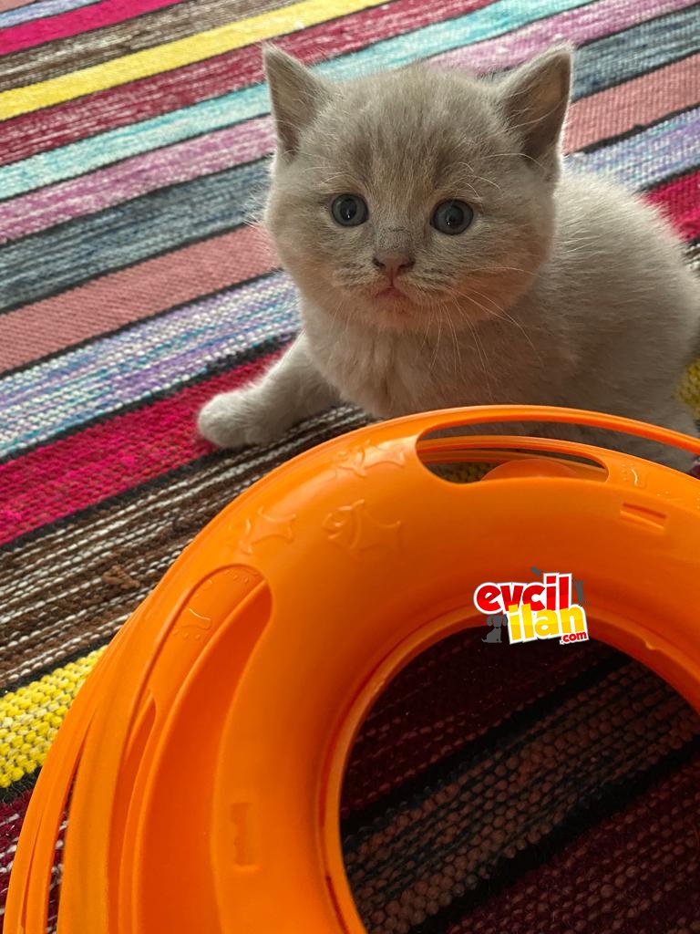 British Shorthair Lilac 2 aylık Sevimli Erkek Yavru