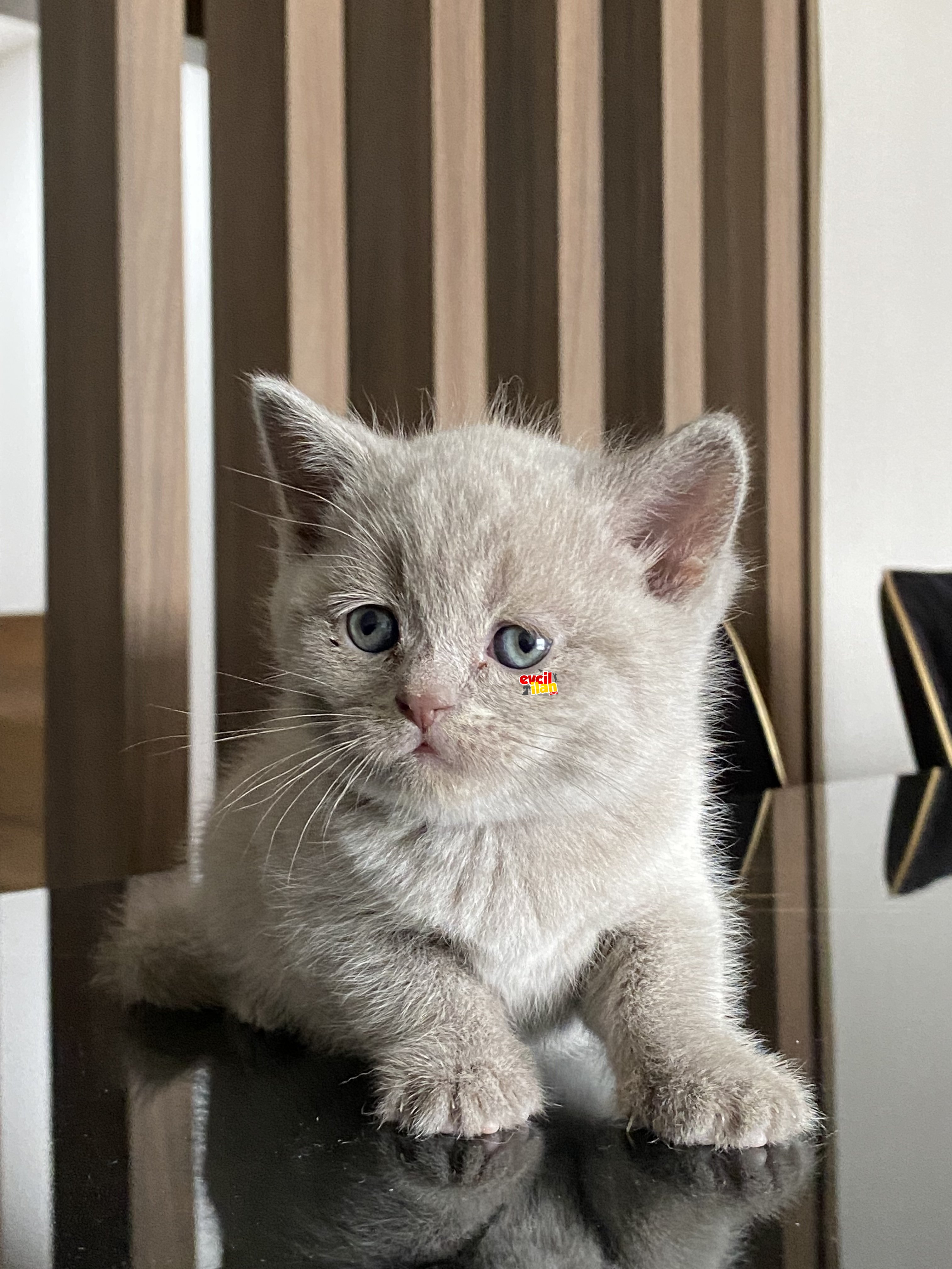 British shorthair lilac erkek