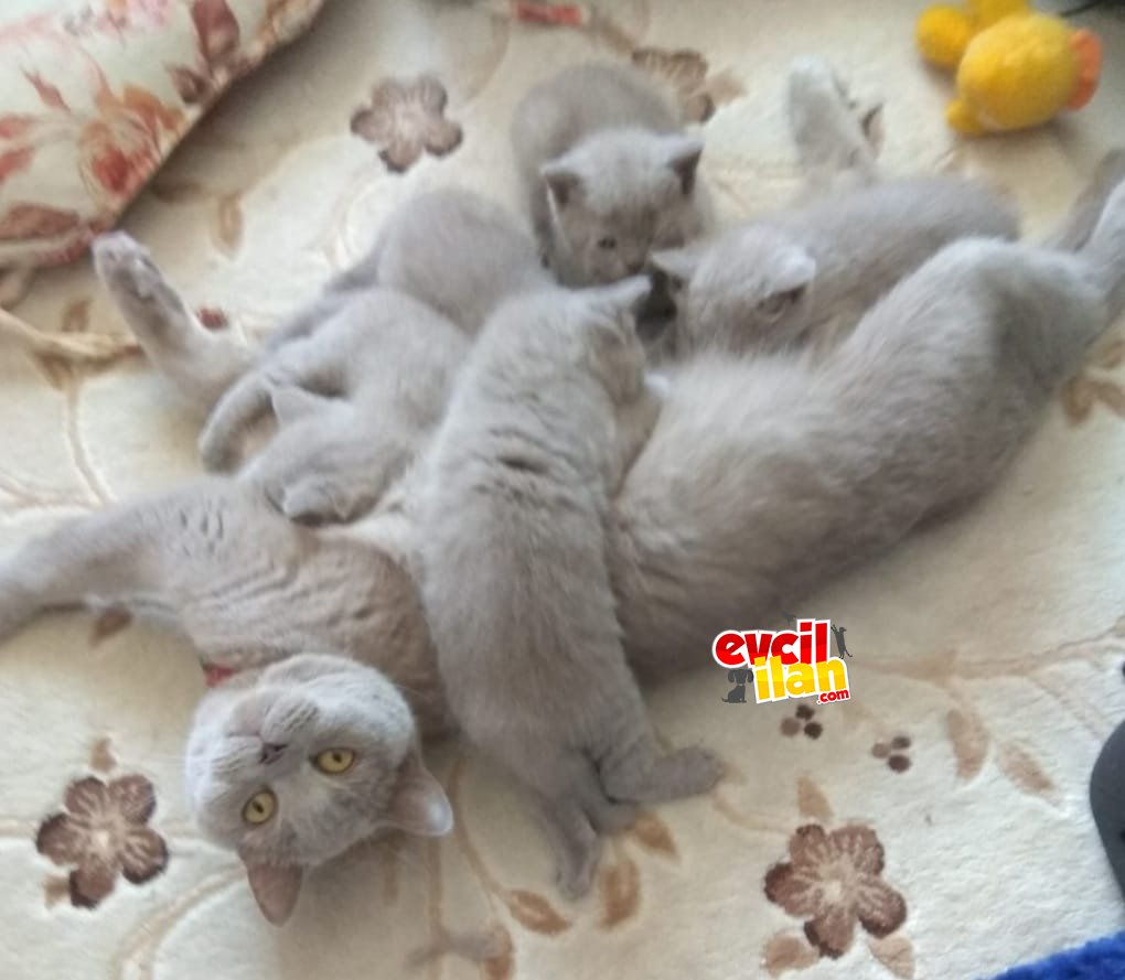  British Shorthair Lilac Yavrularımız Yeni Yuvalarını Arıyor.