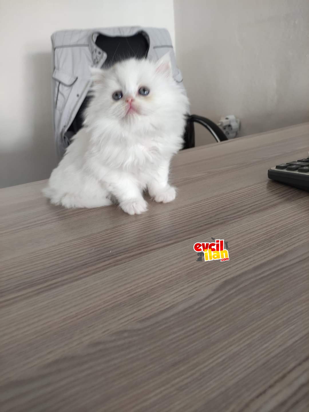 British shorthair longhair erkek 63 günlük 