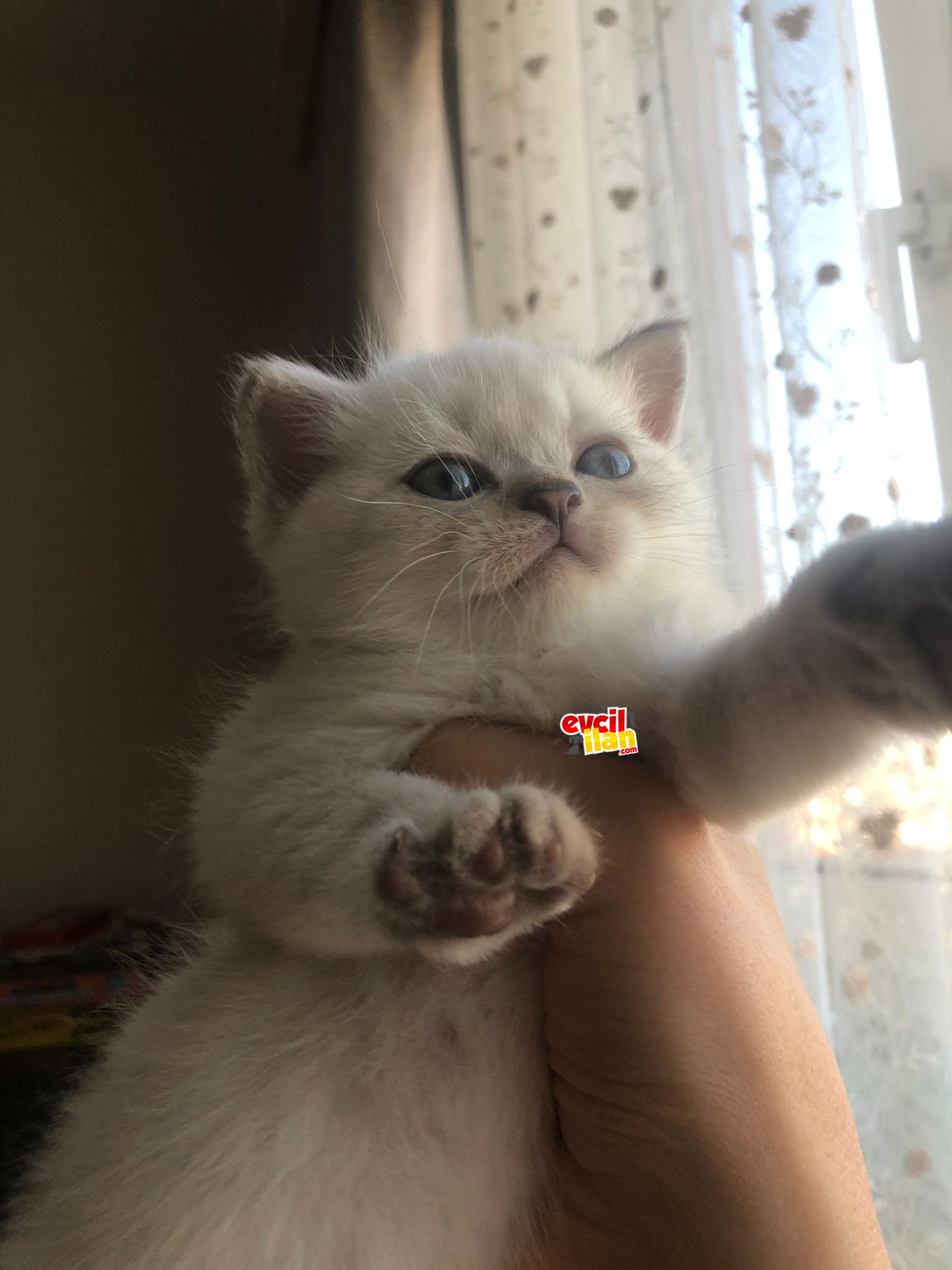 british shorthair lynx point yavrularımızı sahiplendiriyoruz.