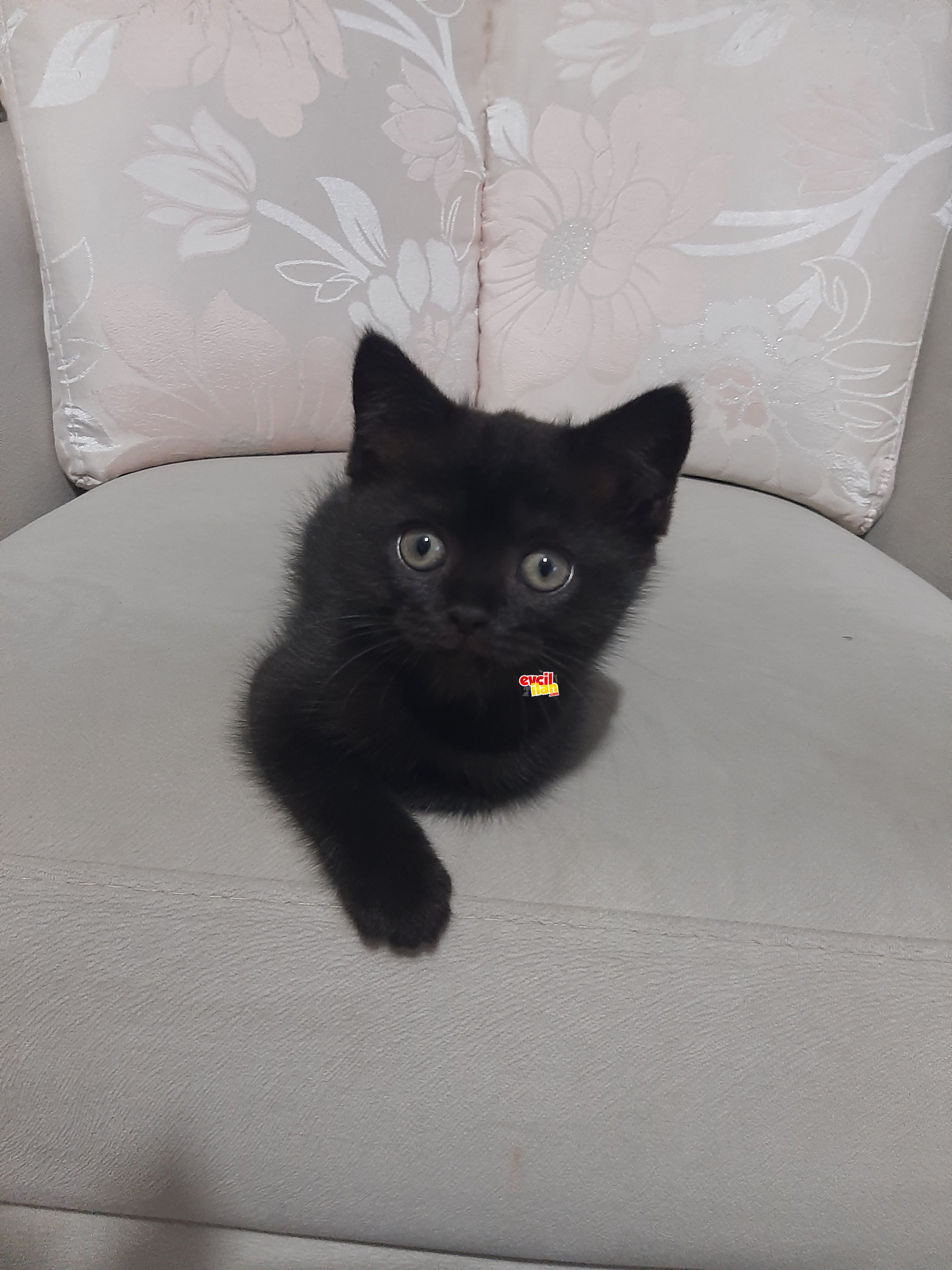 British shorthair mama karşılığı 