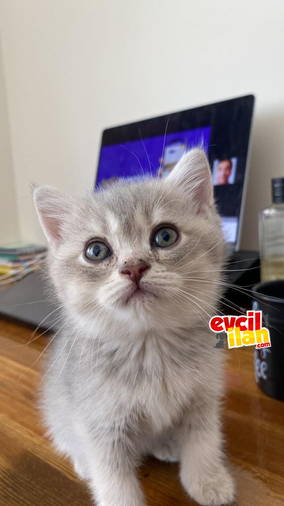 British shorthair miniklerimiz
