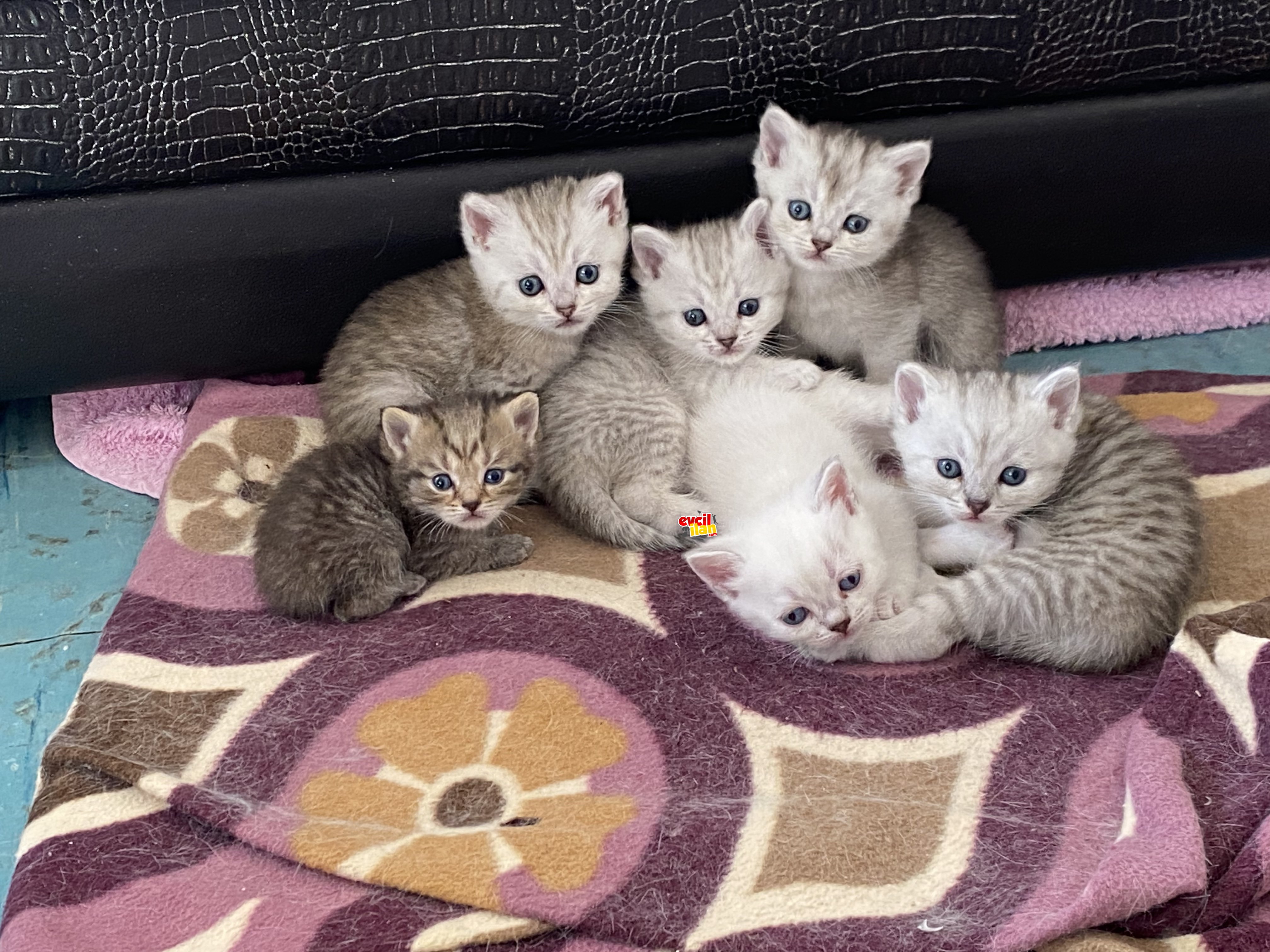 British shorthair minimal yavrular 