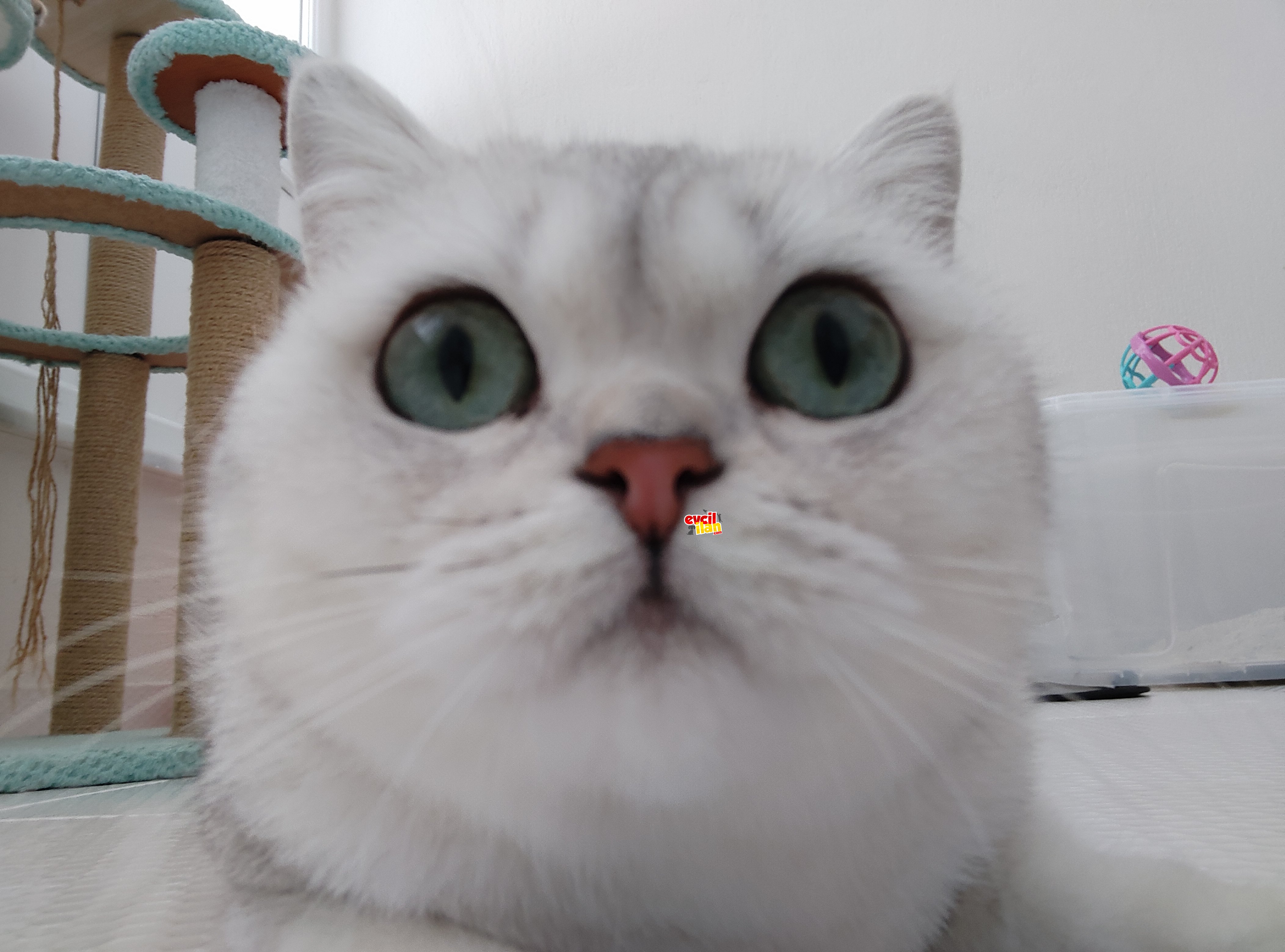 BRİTİSH SHORTHAİR NS11 AKTİF DİŞİ