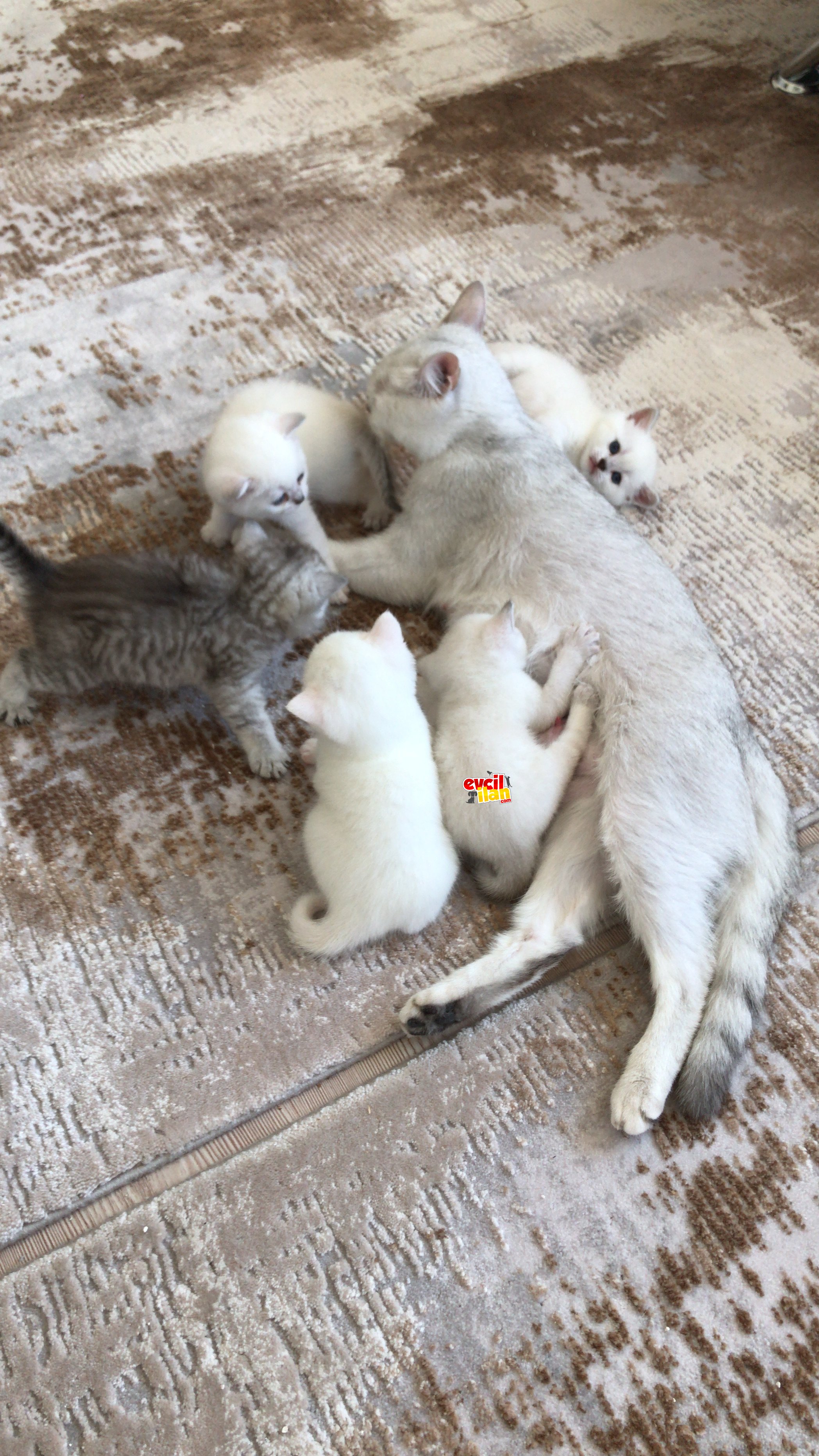British Shorthair Ns11 annemiz ve 3 yavrusu sahiplendirilecektir.