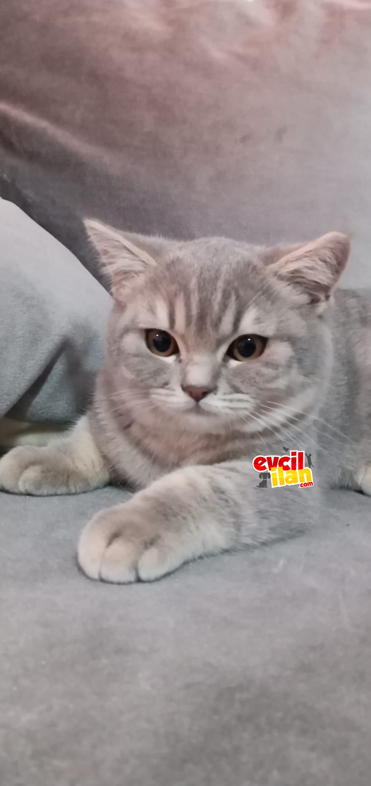 British shorthair oğlumuz.