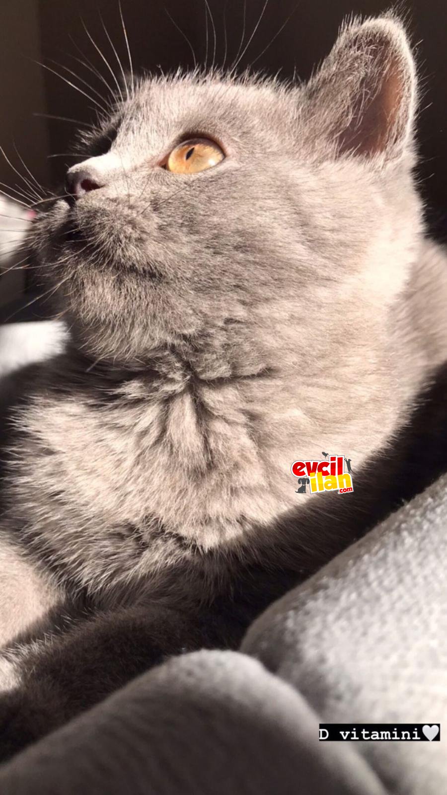 British Shorthair Oğlumuza Eş Arıyoruz