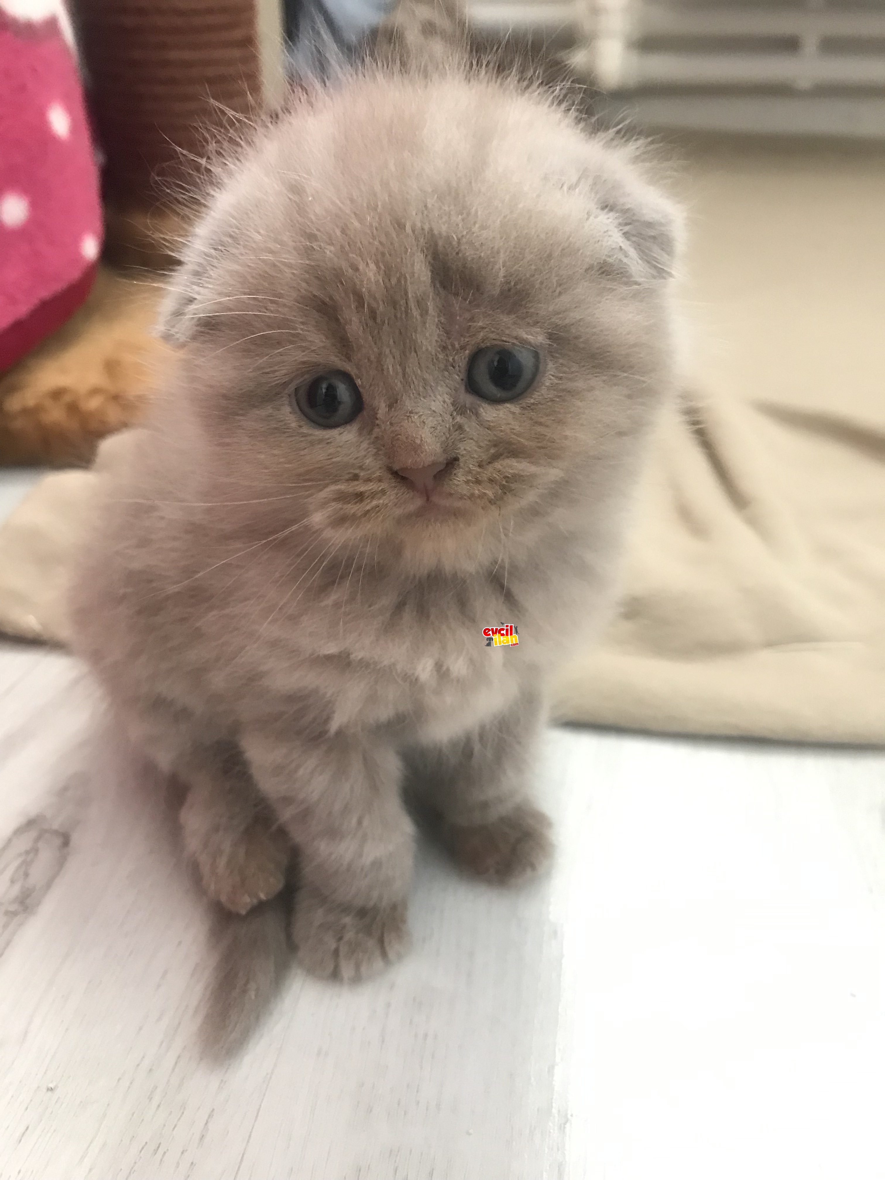 British shorthair yavrularımıza yuvalar arıyoruz
