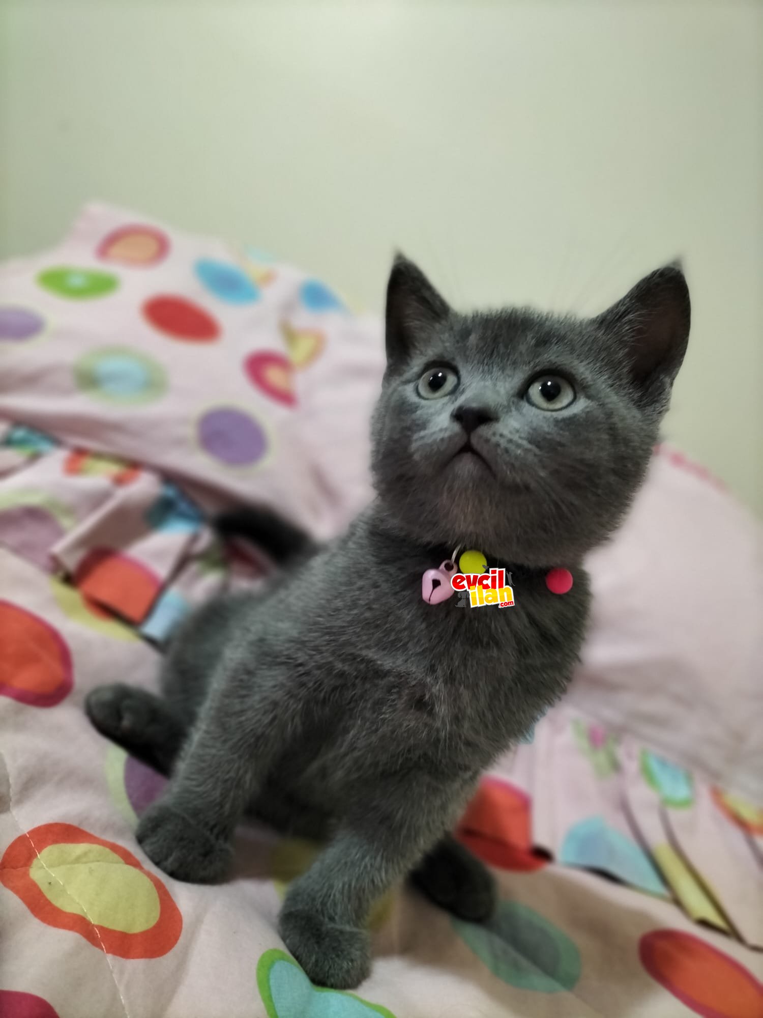 British shorthair oğullarım