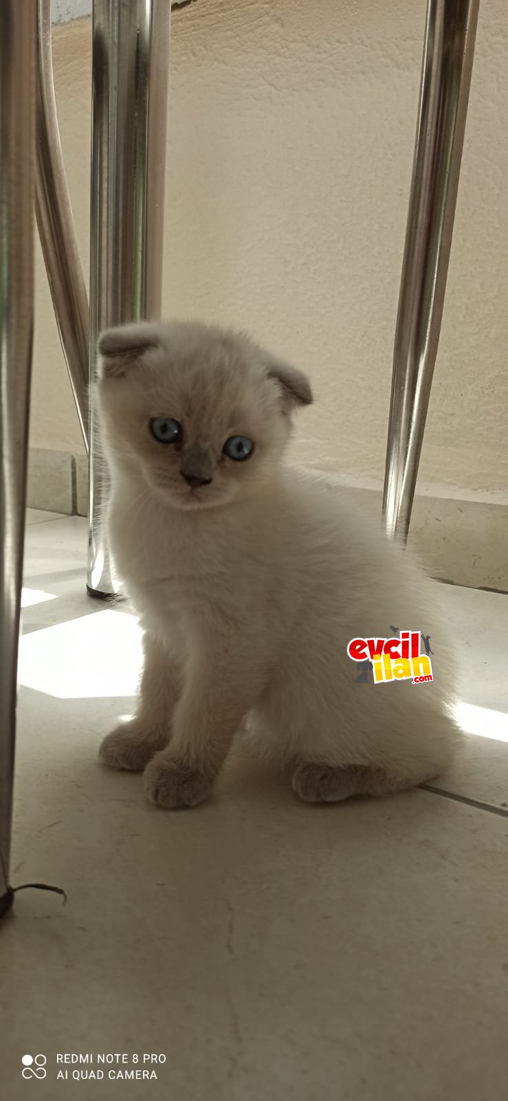 BRİTİSH SHORTHAİR ORİJİNAL IRK YAVRULAR 
