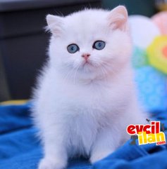 british shorthair point dişi