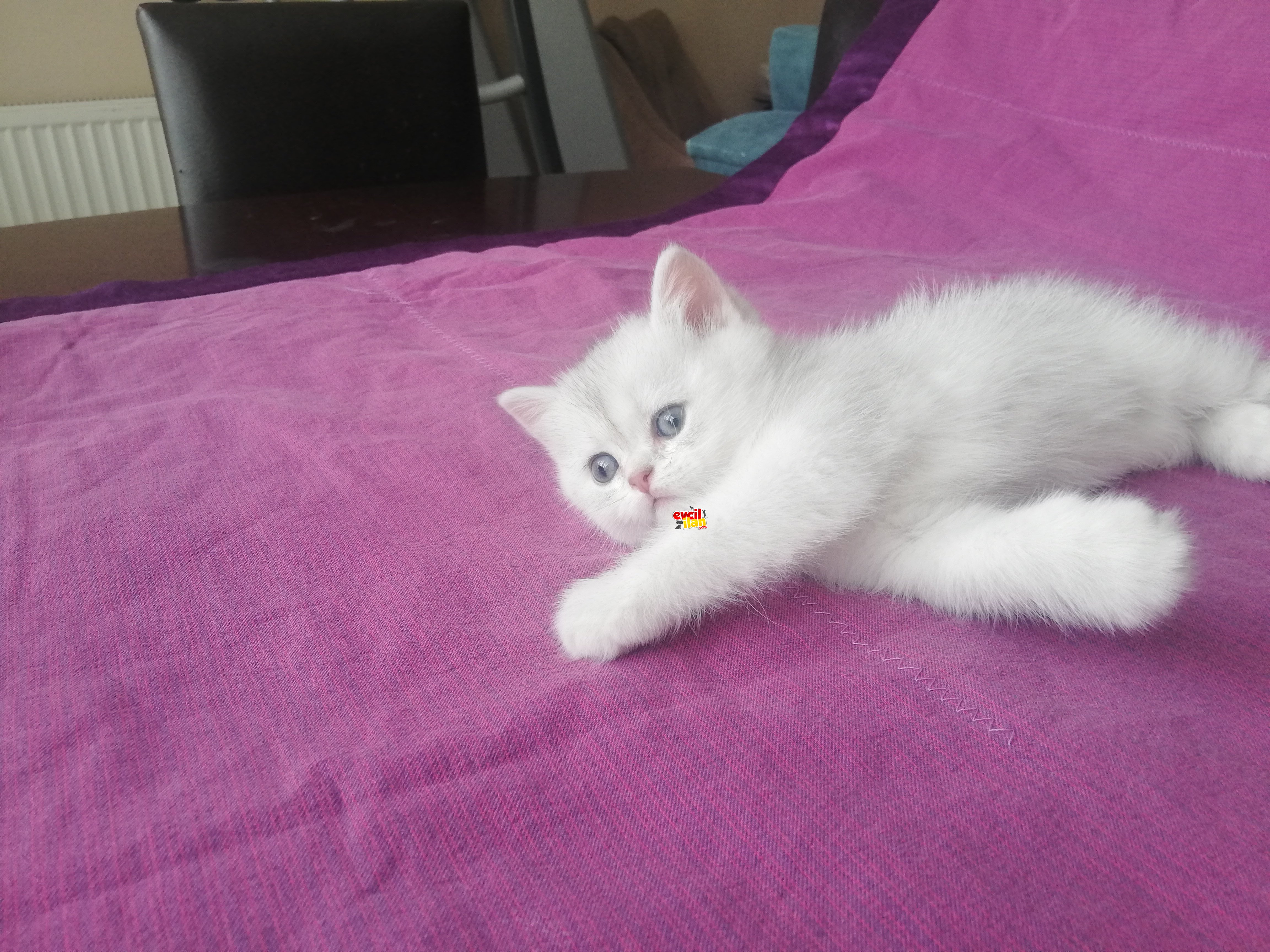 British shorthair silver rezerve
