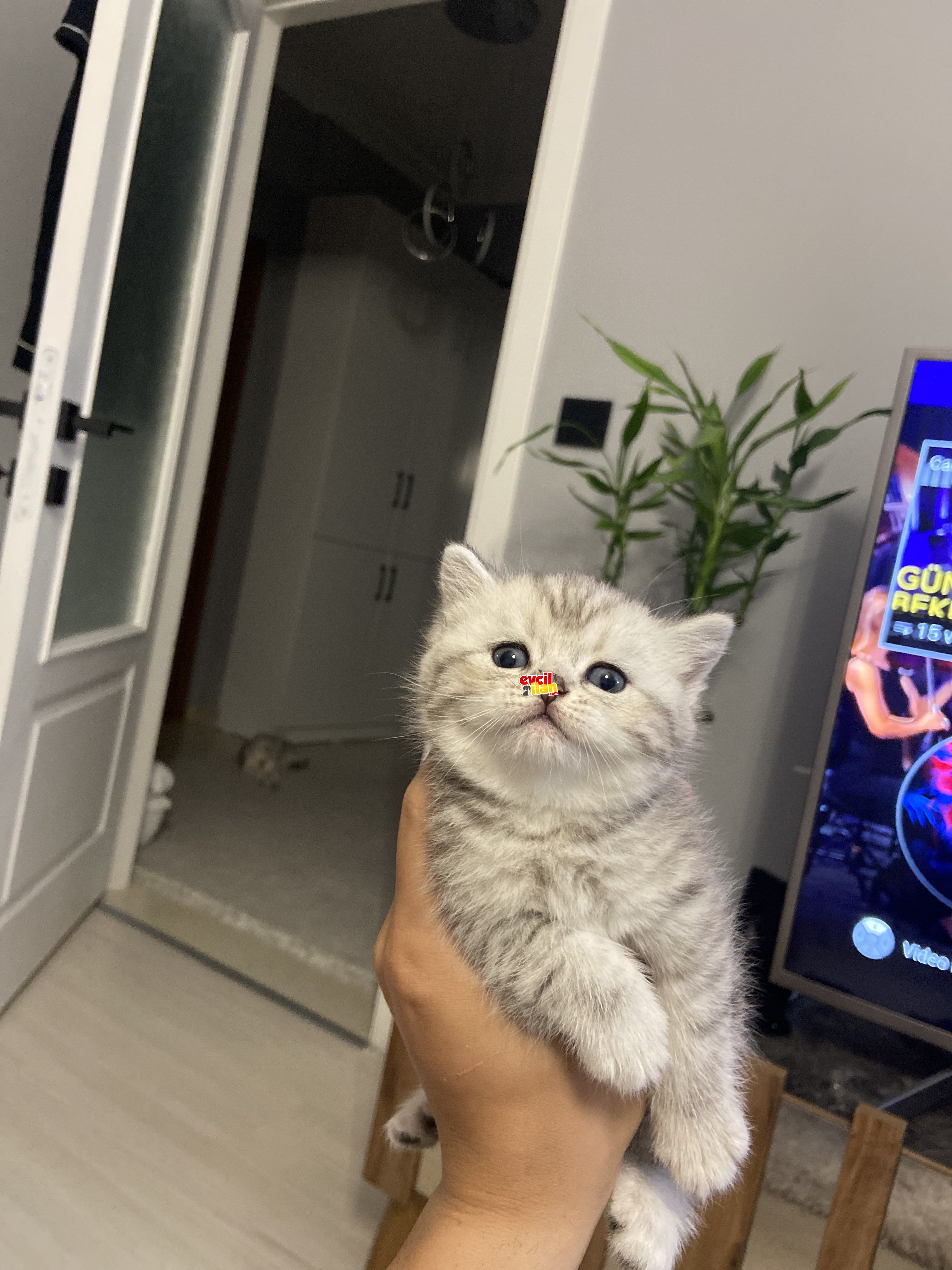 British Shorthair Safkan Ayı Surat ????
