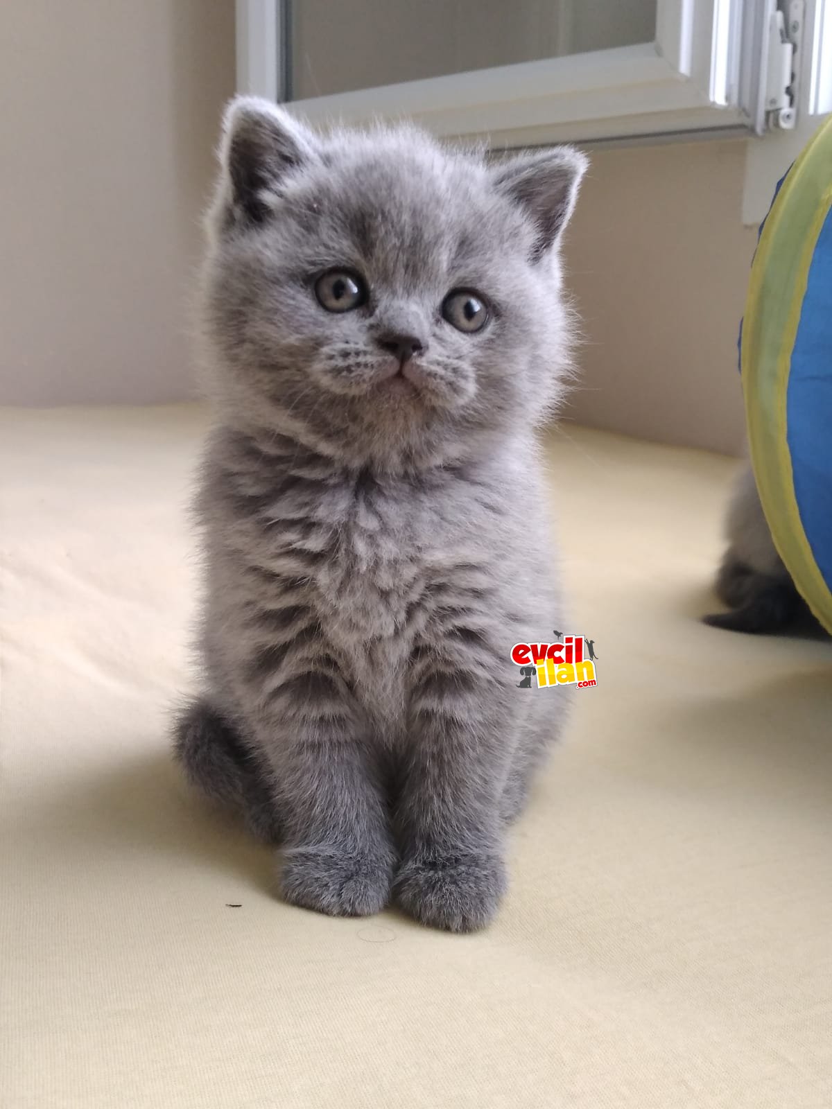 British Shorthair Safkan Bebekler