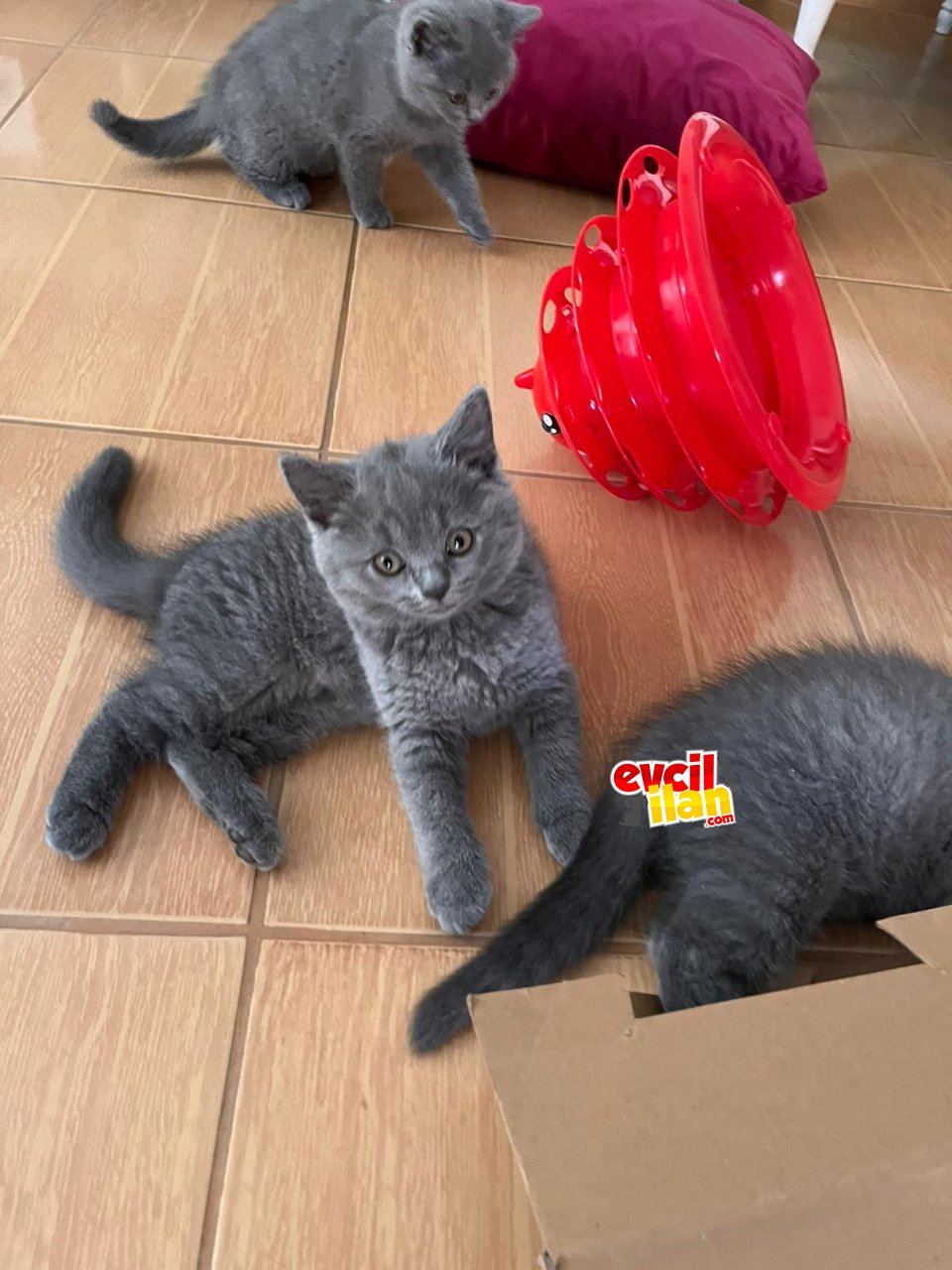British Shorthair safkan 