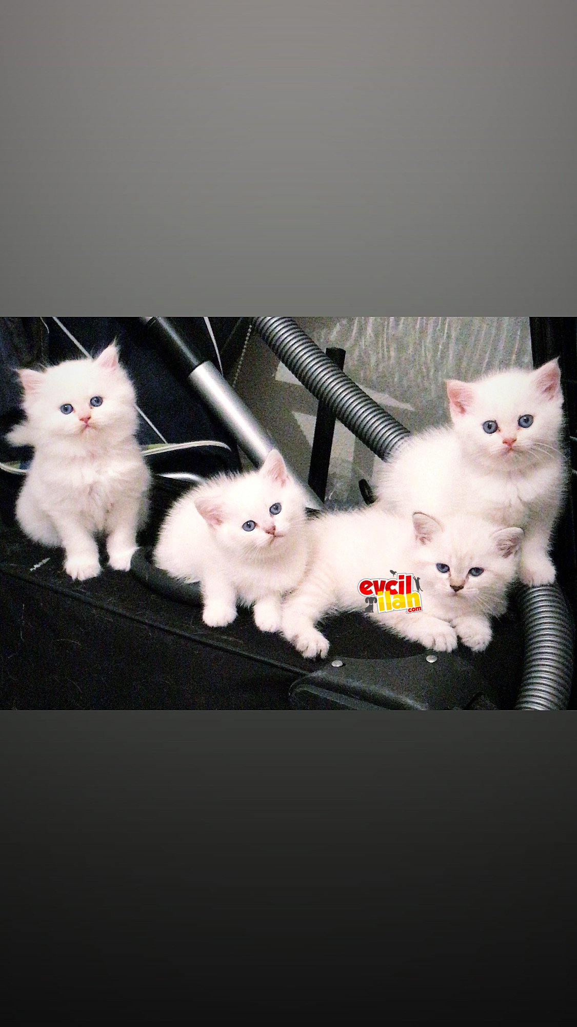 British shorthair sahiplendirme!