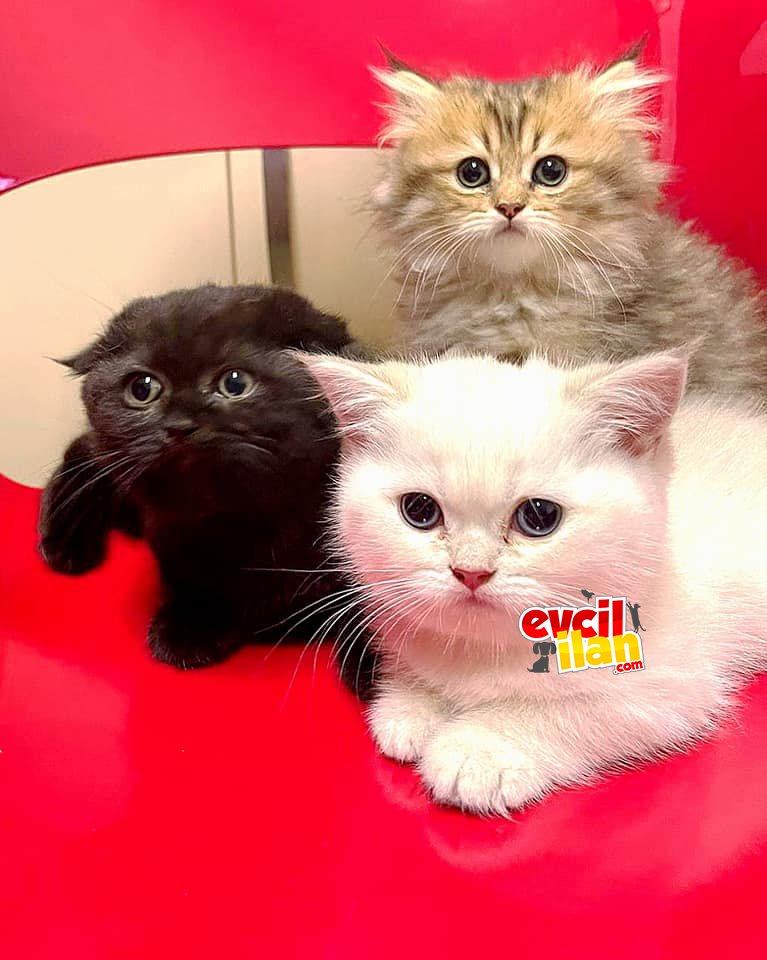 British Shorthair Sahiplendirme