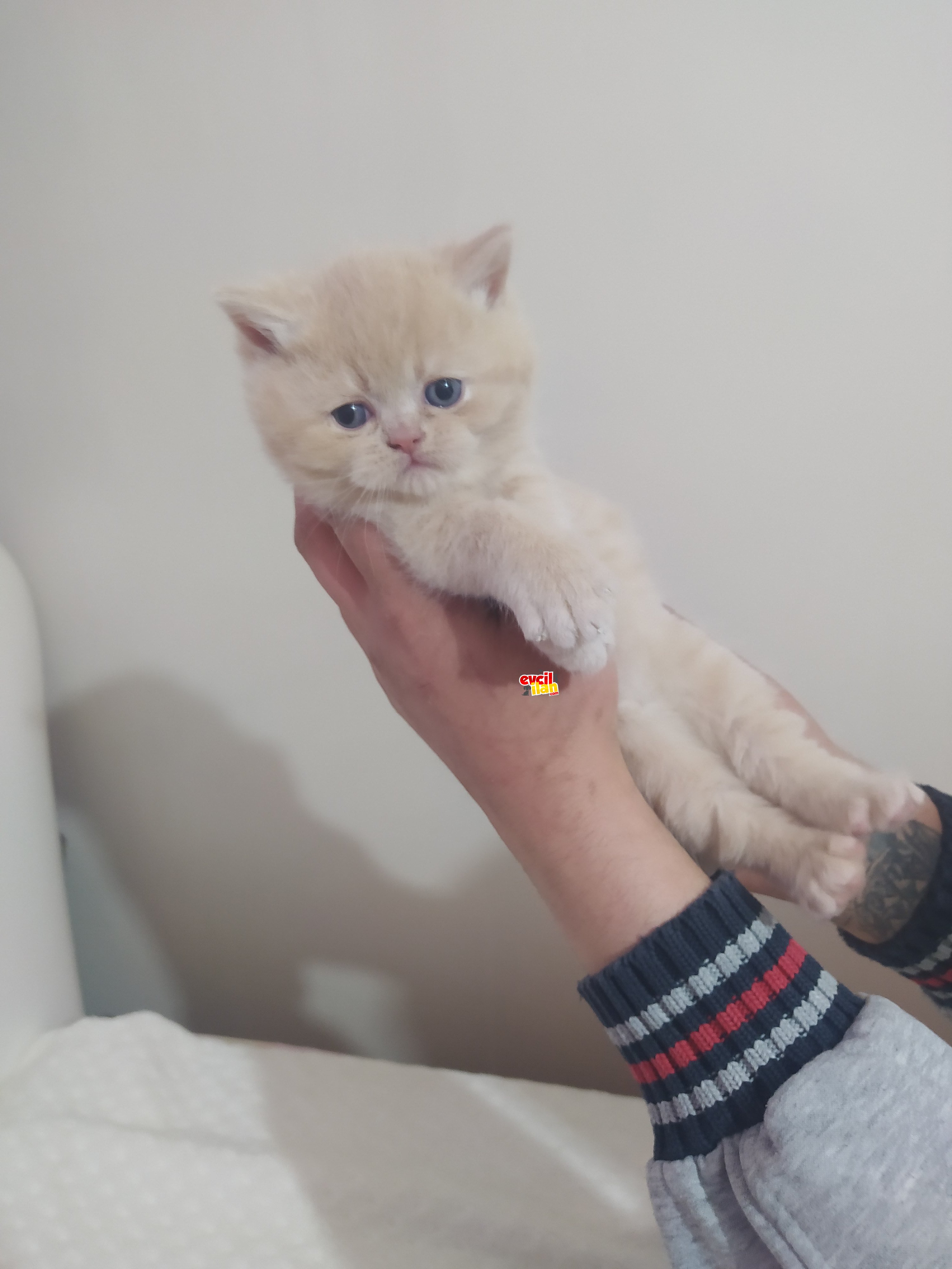 British shorthair sarı erkek