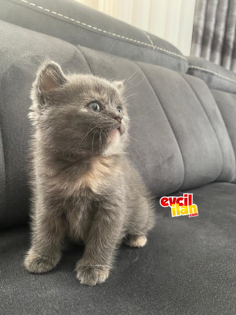 British shorthair / Scottish Fold 2 Aylık Yavrularımız