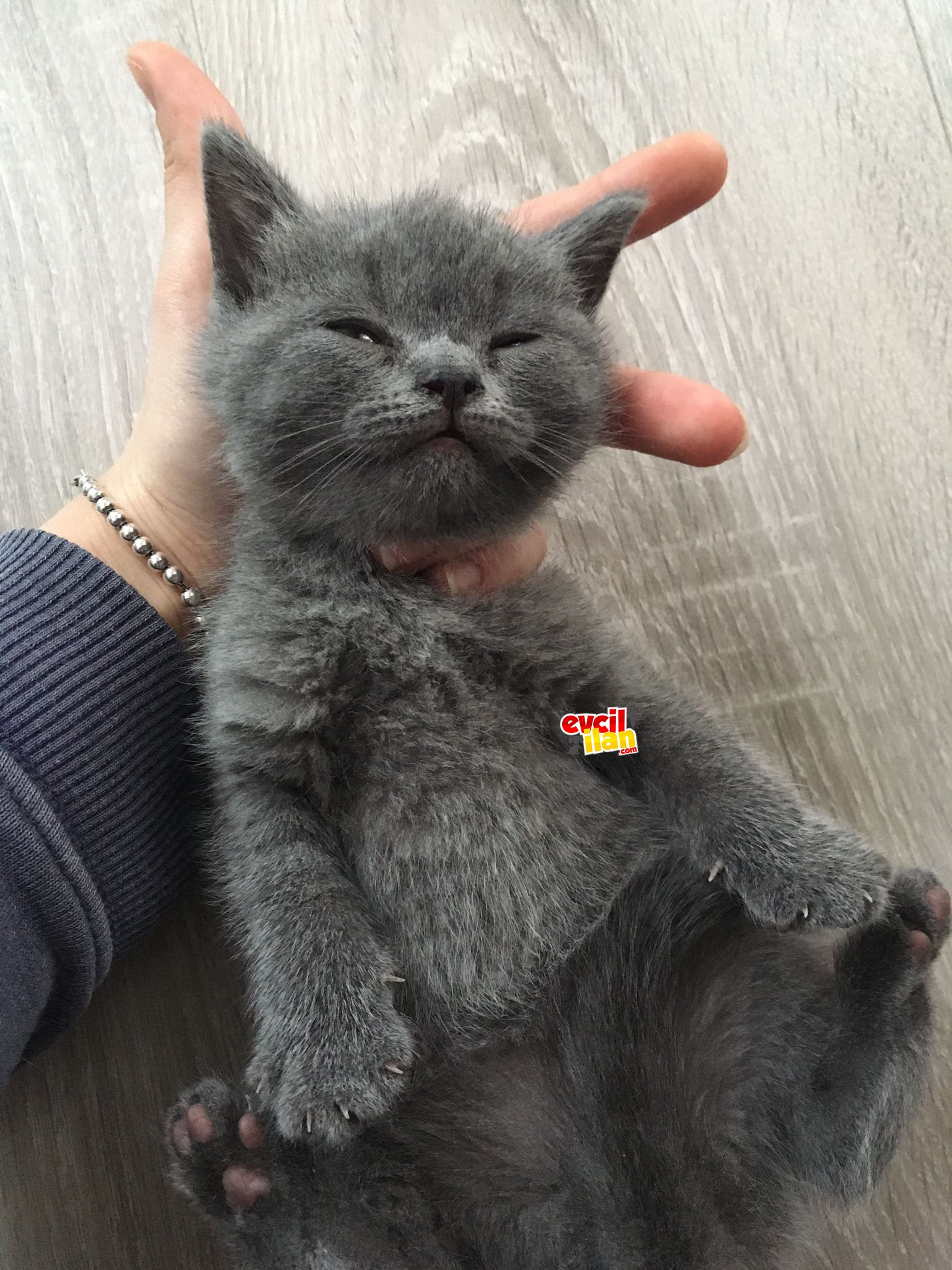 British Shorthair - Scottish Straight Karisimi yavrular!