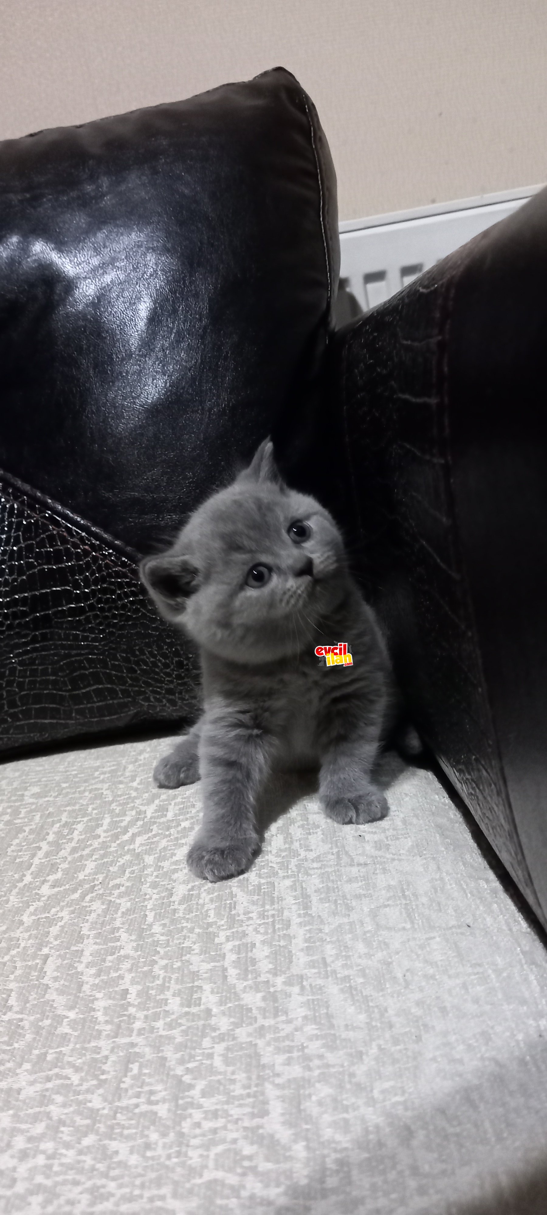 British shorthair şekerler
