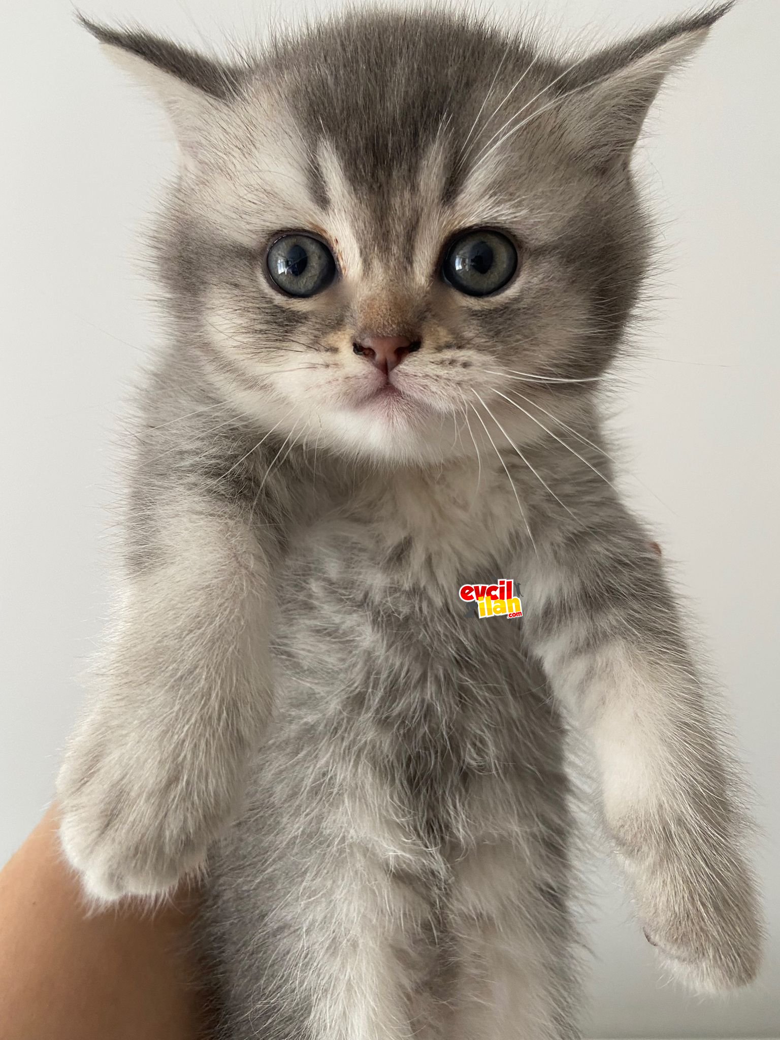 British Shorthair Silver Erkek Yavru