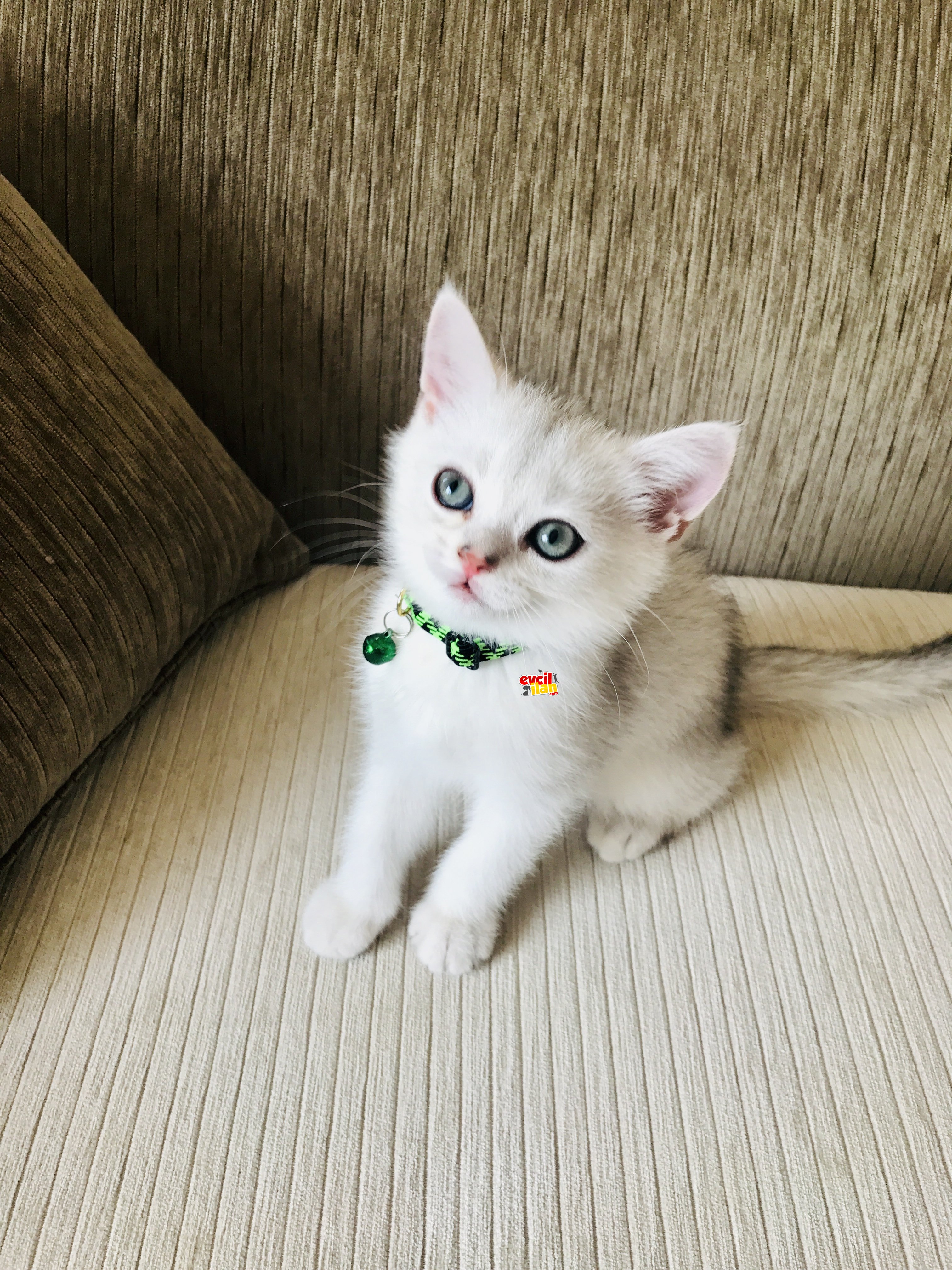 British shorthair silver erkek 