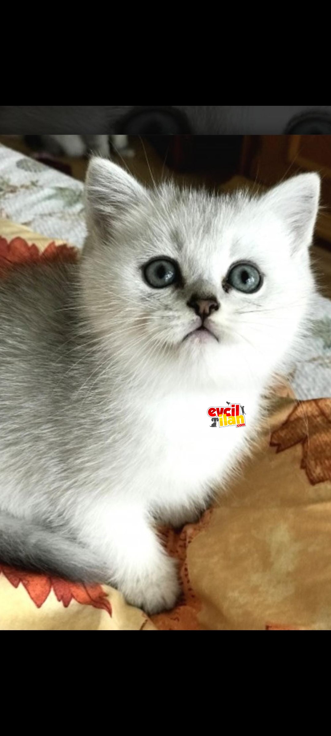 British Shorthair Silver Shaded 2 Aylik.