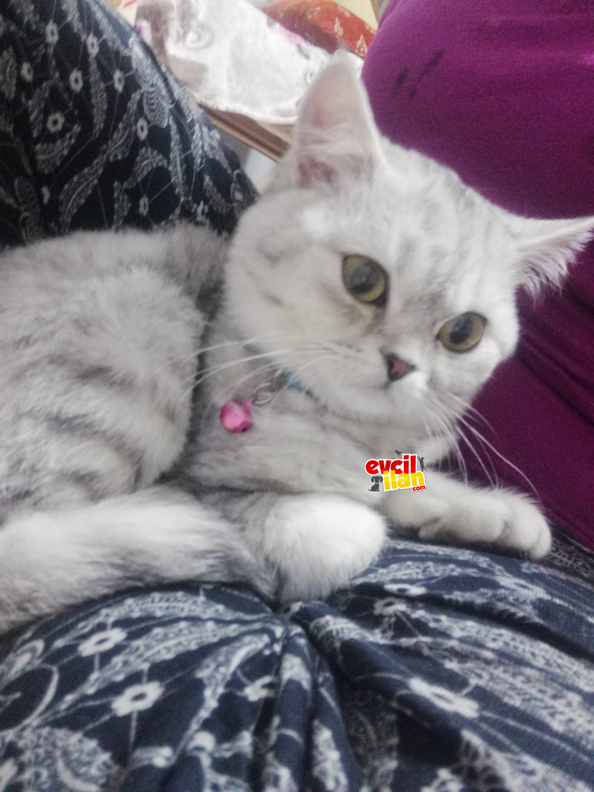 British shorthair silver shaded ns 23 dişi yeşil gözlü uysal