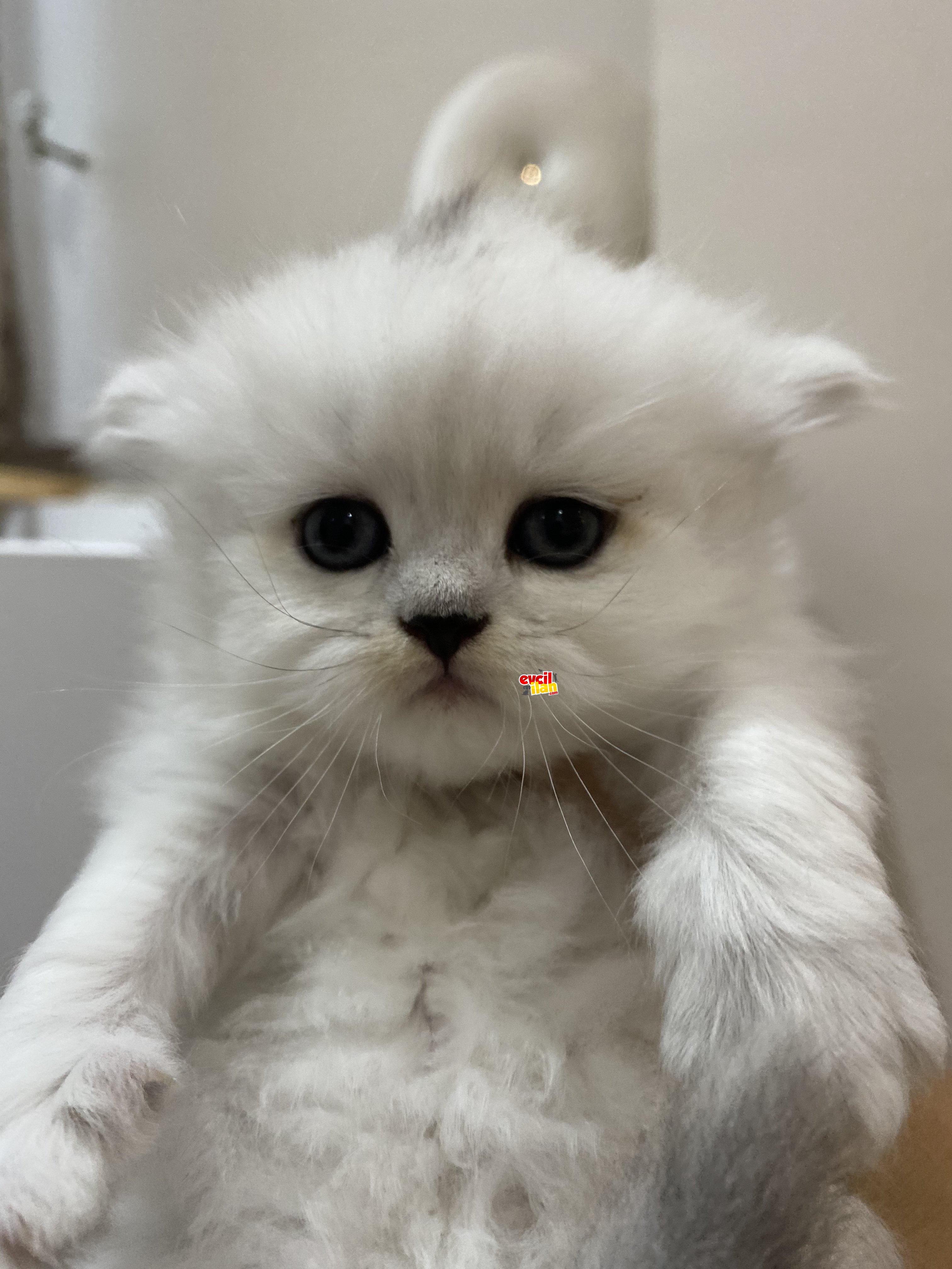 British shorthair silver shaded